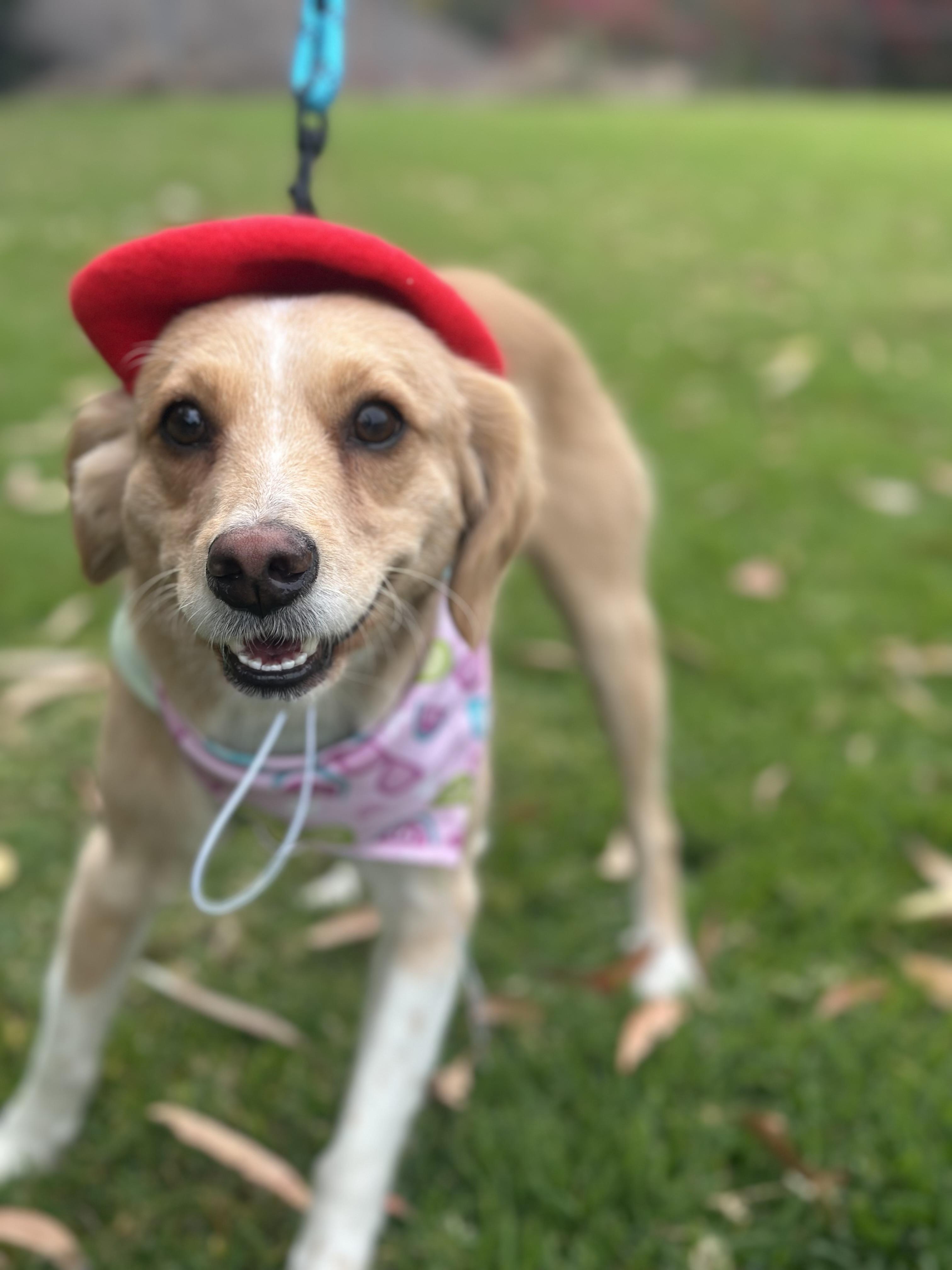 Enlarge Trina, a Adopted mixed breed in Encino, CA image 2/4