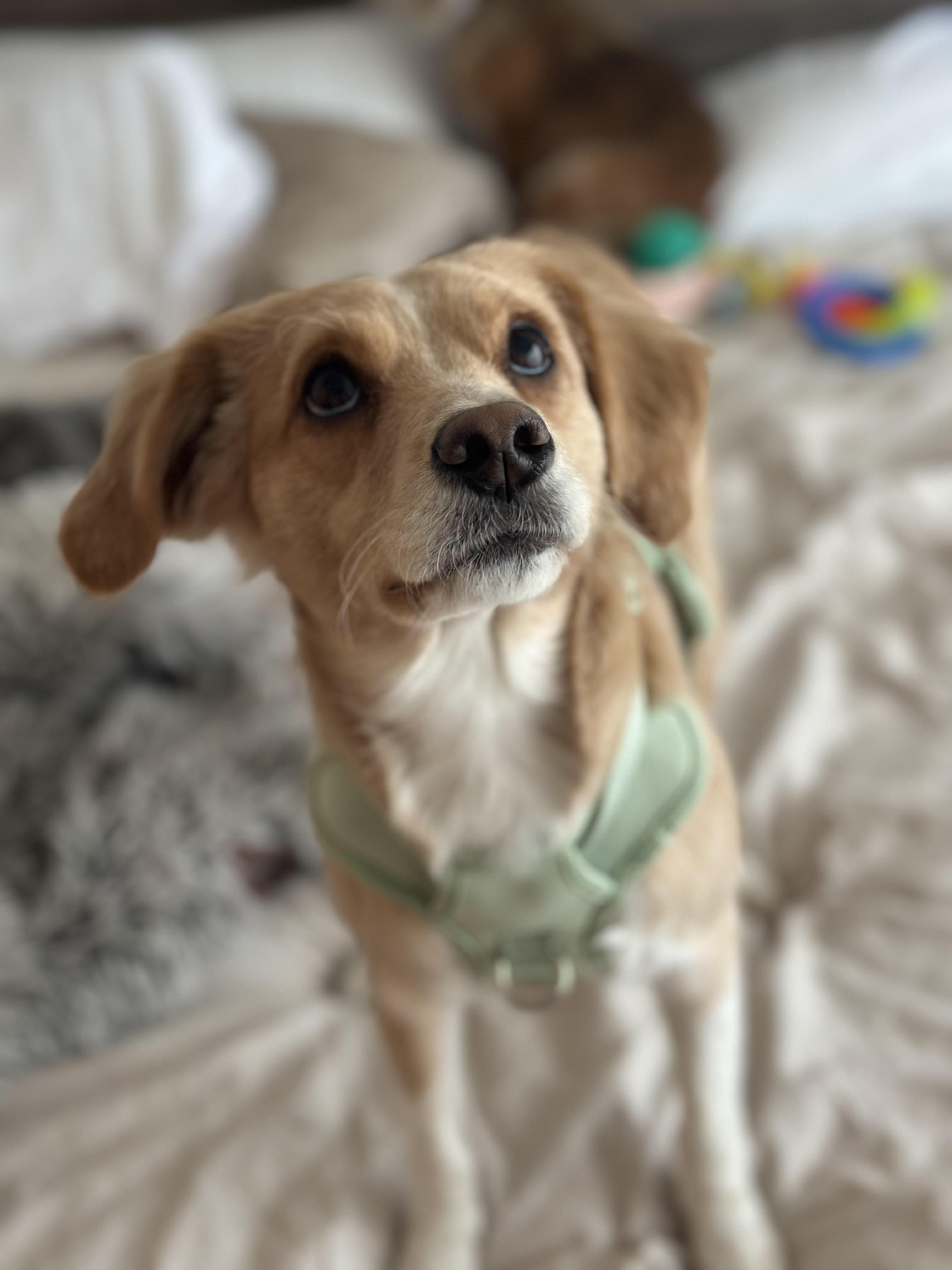 Trina, Adopted, Young Female Spaniel & Terrier.