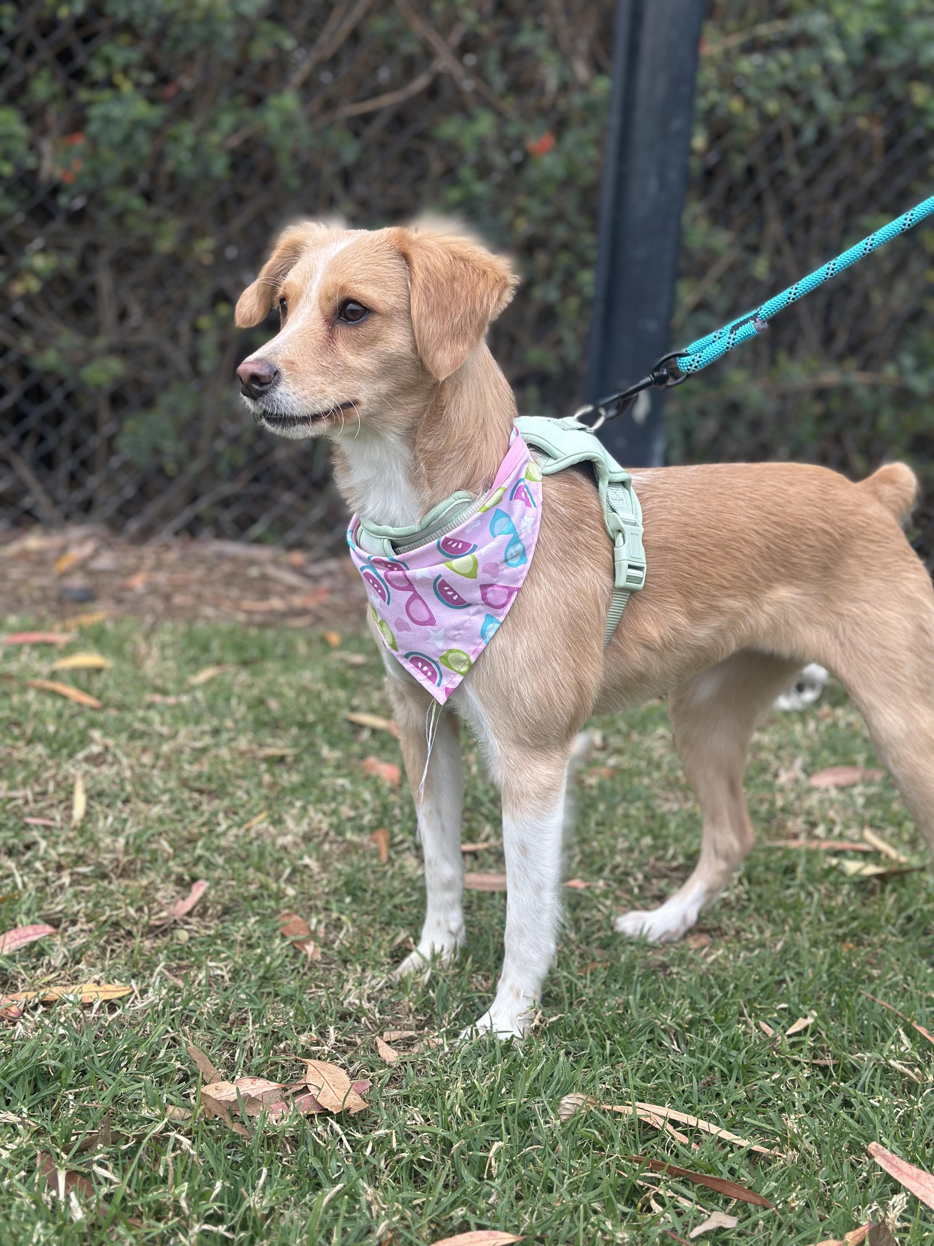 Trina, Adopted, Young Female Spaniel & Terrier.