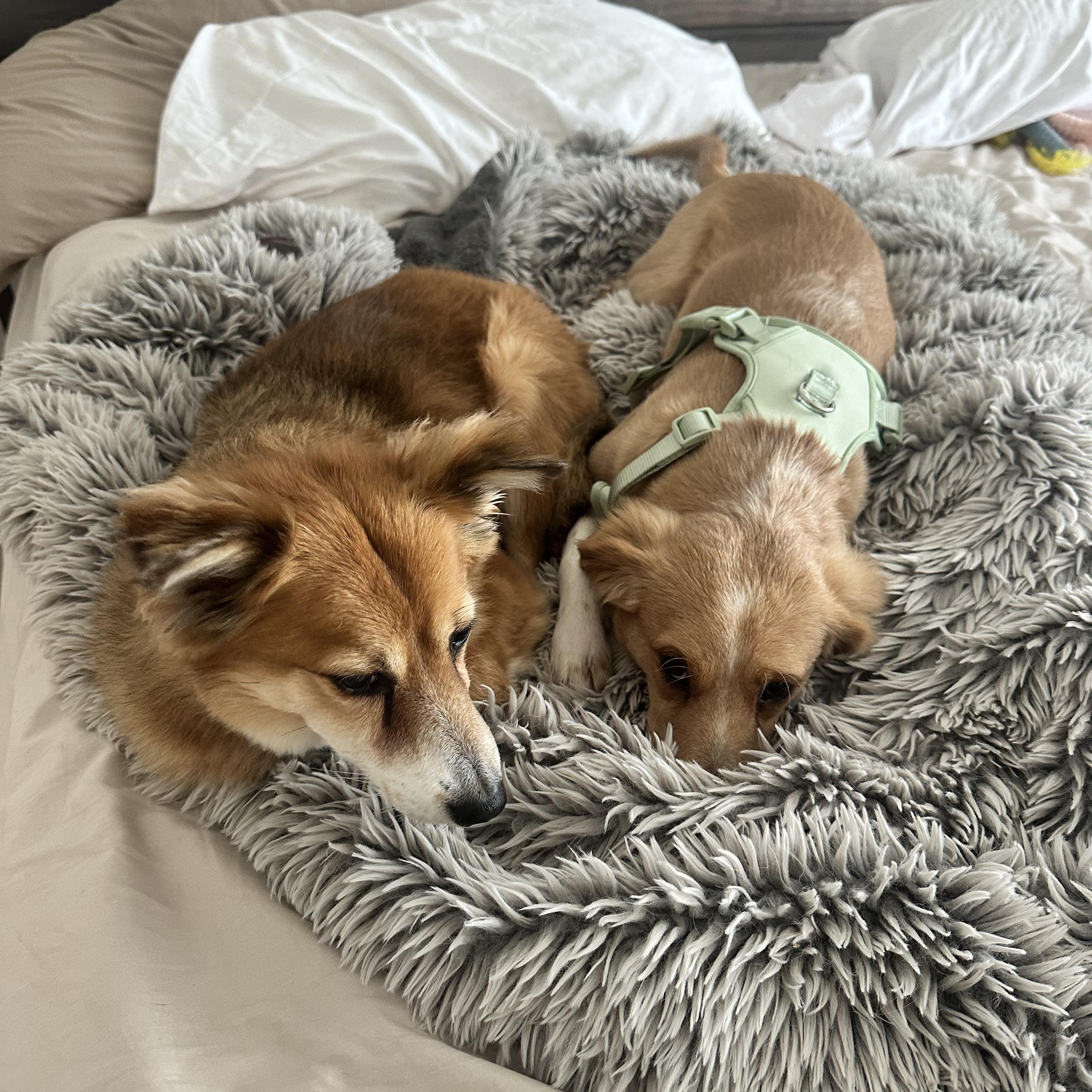 Enlarge Trina, a Adopted mixed breed in Encino, CA image 4/4