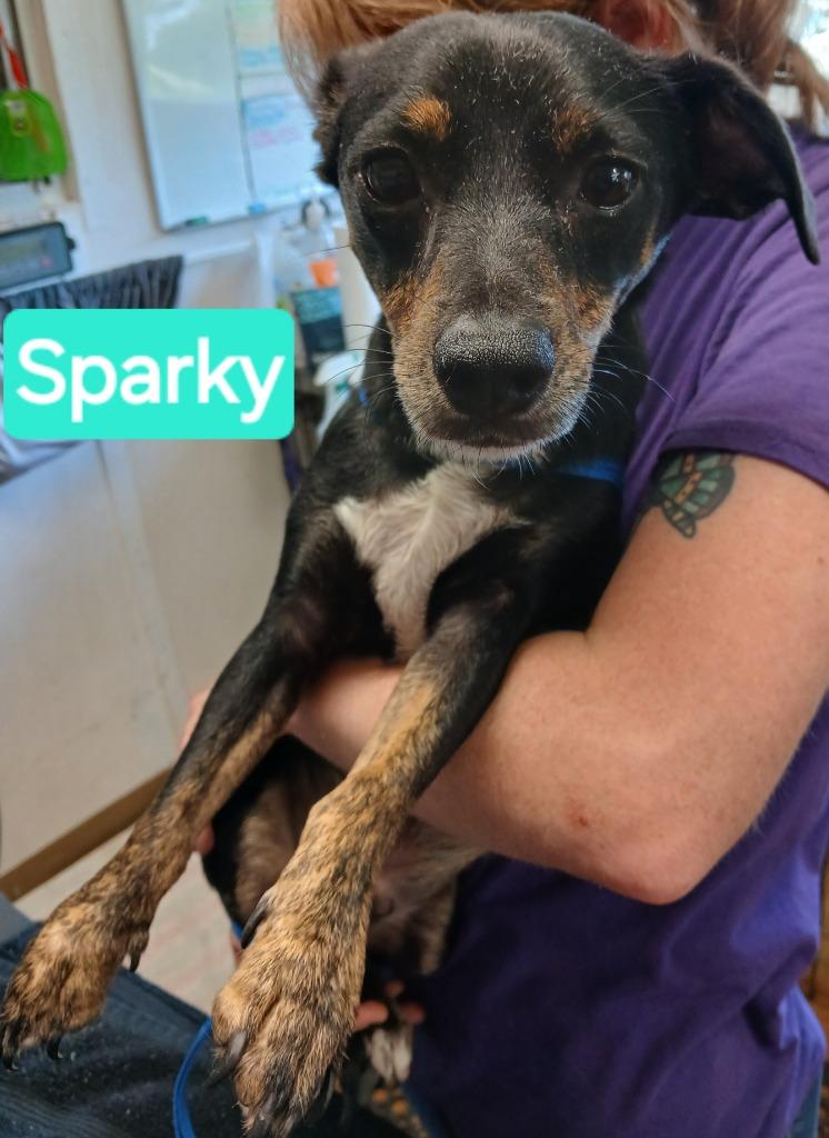 Sparky, a Adopted mixed breed in Mena, AR image 1/2
