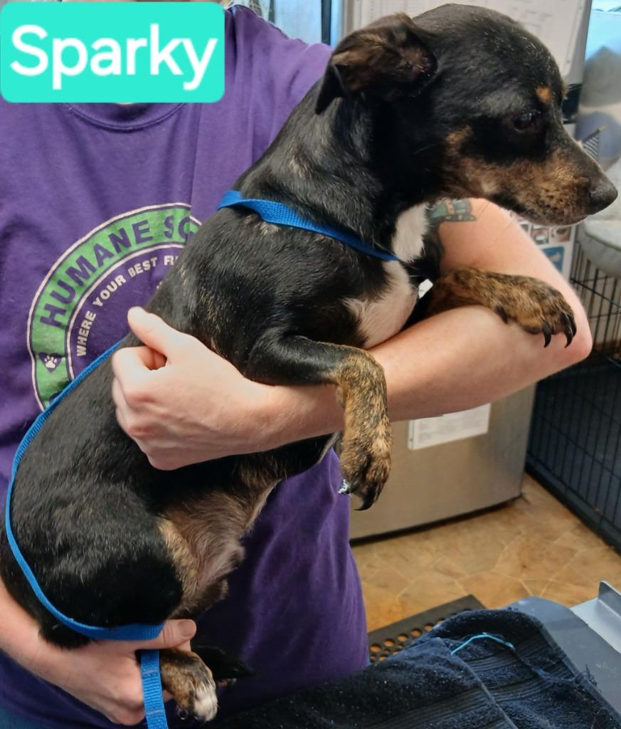 Sparky, a Adopted mixed breed in Mena, AR image 2/2