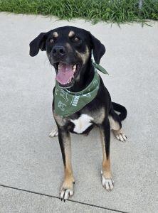 Benny, Adoptable, Adult Male Hound & Rottweiler.