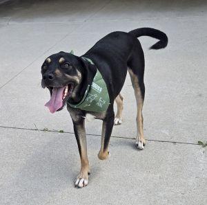 Enlarge Benny, a Adoptable mixed breed in Bucyrus, OH image 5/5
