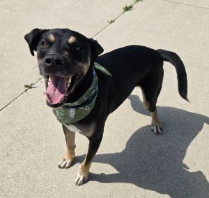 Enlarge Benny, a Adoptable mixed breed in Bucyrus, OH image 2/5