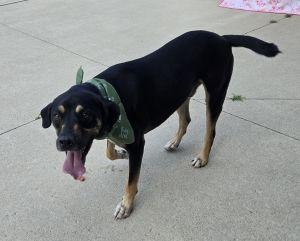 Enlarge Benny, a Adoptable mixed breed in Bucyrus, OH image 4/5