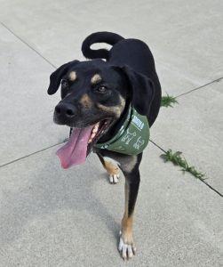 Enlarge Benny, a Adoptable mixed breed in Bucyrus, OH image 3/5