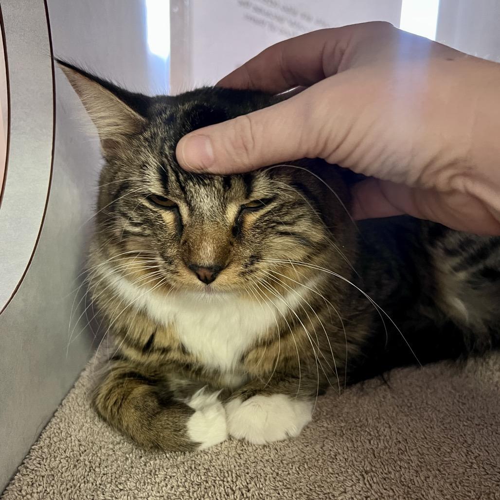 Enlarge Freddie, a Adoptable Domestic Medium Hair in Glenwood Springs, CO image 1/4