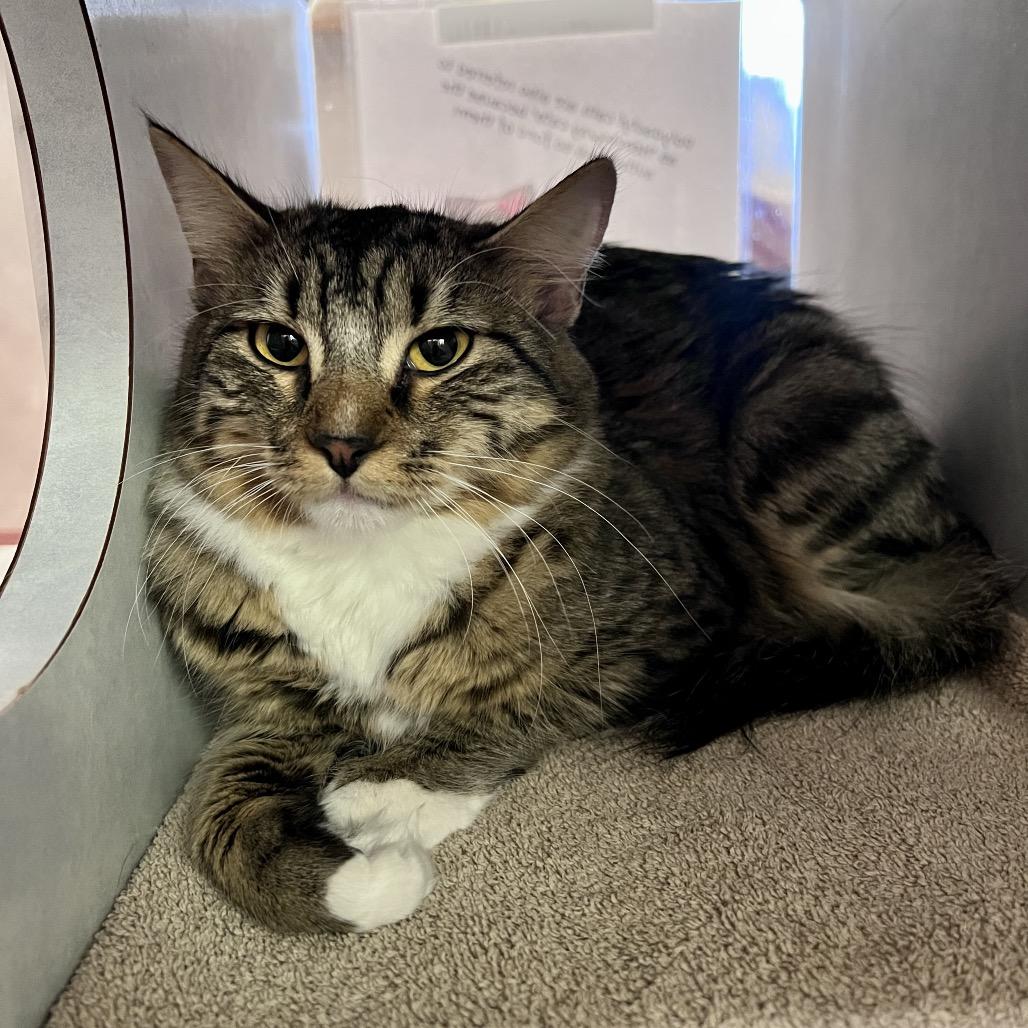 Enlarge Freddie, a Adoptable Domestic Medium Hair in Glenwood Springs, CO image 2/4