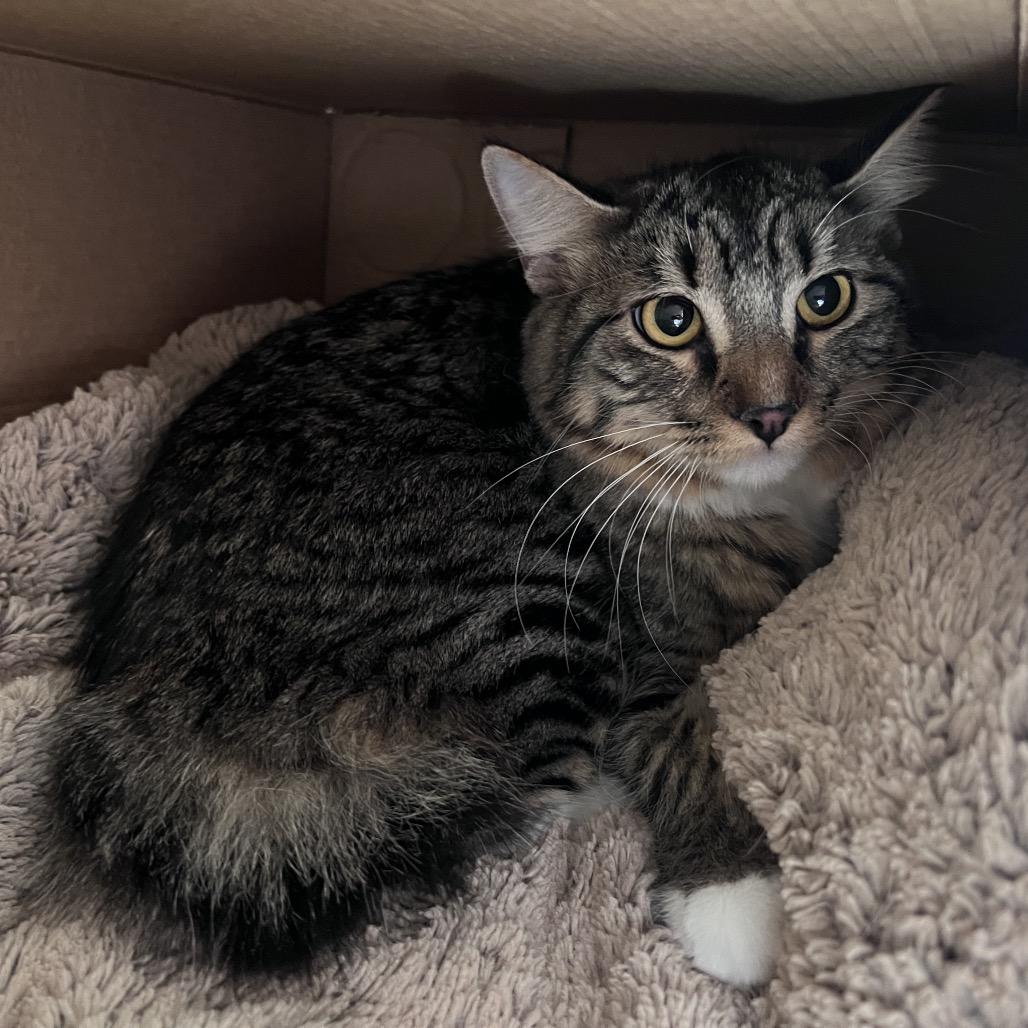 Enlarge Freddie, a Adoptable Domestic Medium Hair in Glenwood Springs, CO image 3/4