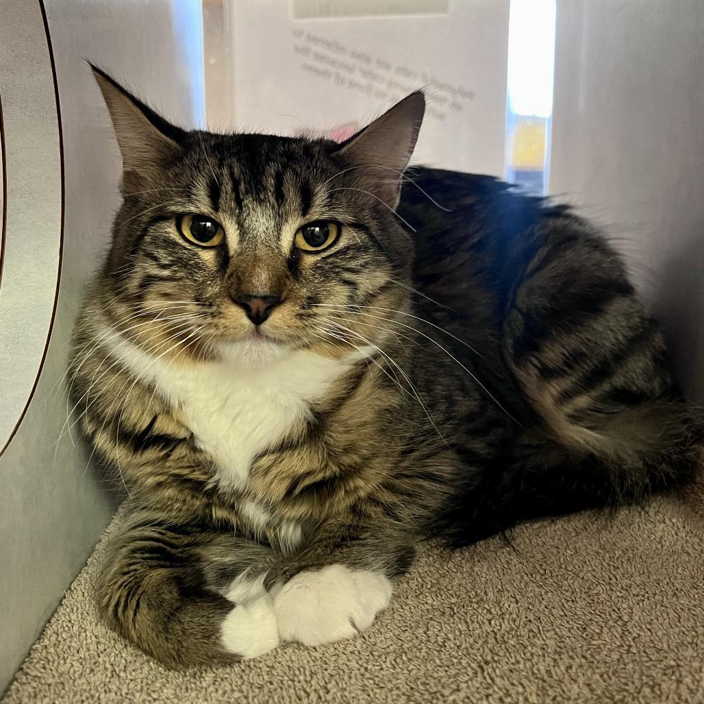 Enlarge Freddie, a Adoptable Domestic Medium Hair in Glenwood Springs, CO image 4/4