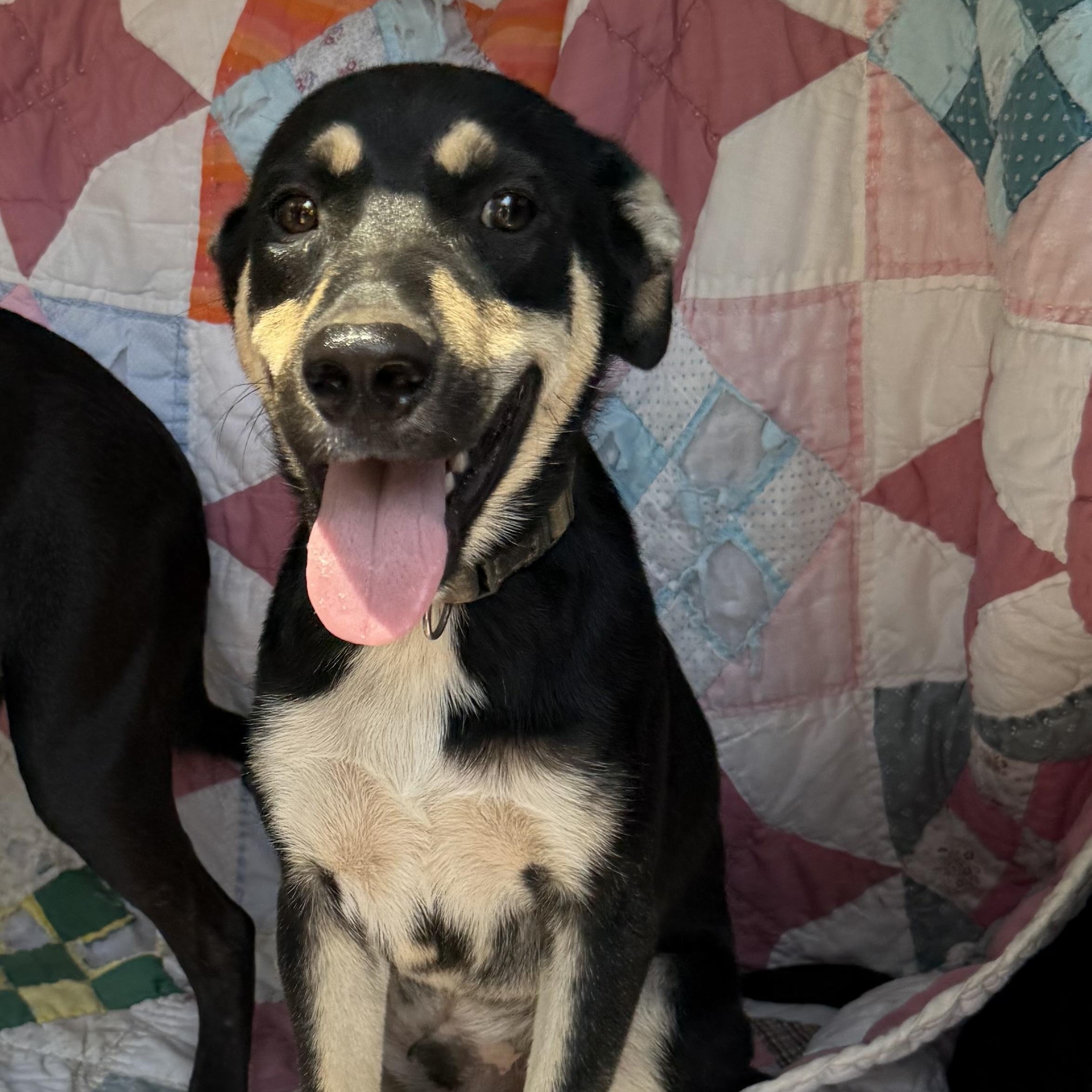 Milo, Adoptable, Young Male Australian Shepherd.