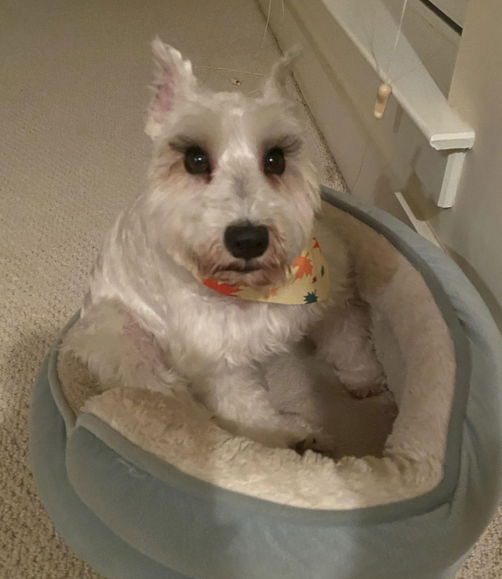 Enlarge TUCKER (SRC#3601) in  SOUTH CAROLINA, a Adoptable Schnauzer in Lenoir, NC image 2/3