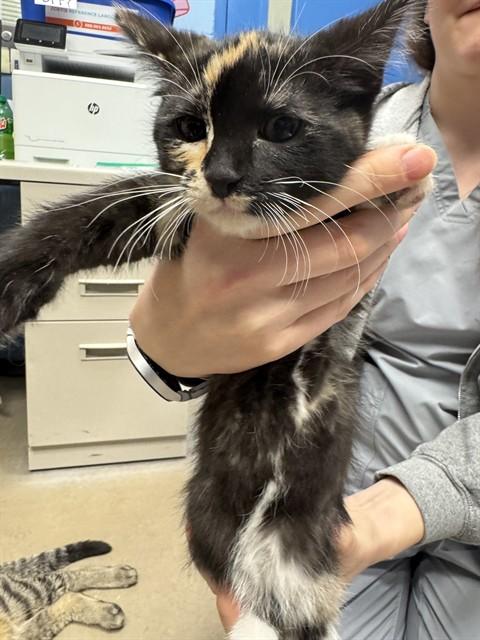 JANET, Adoptable, Kitten Female Domestic Short Hair.