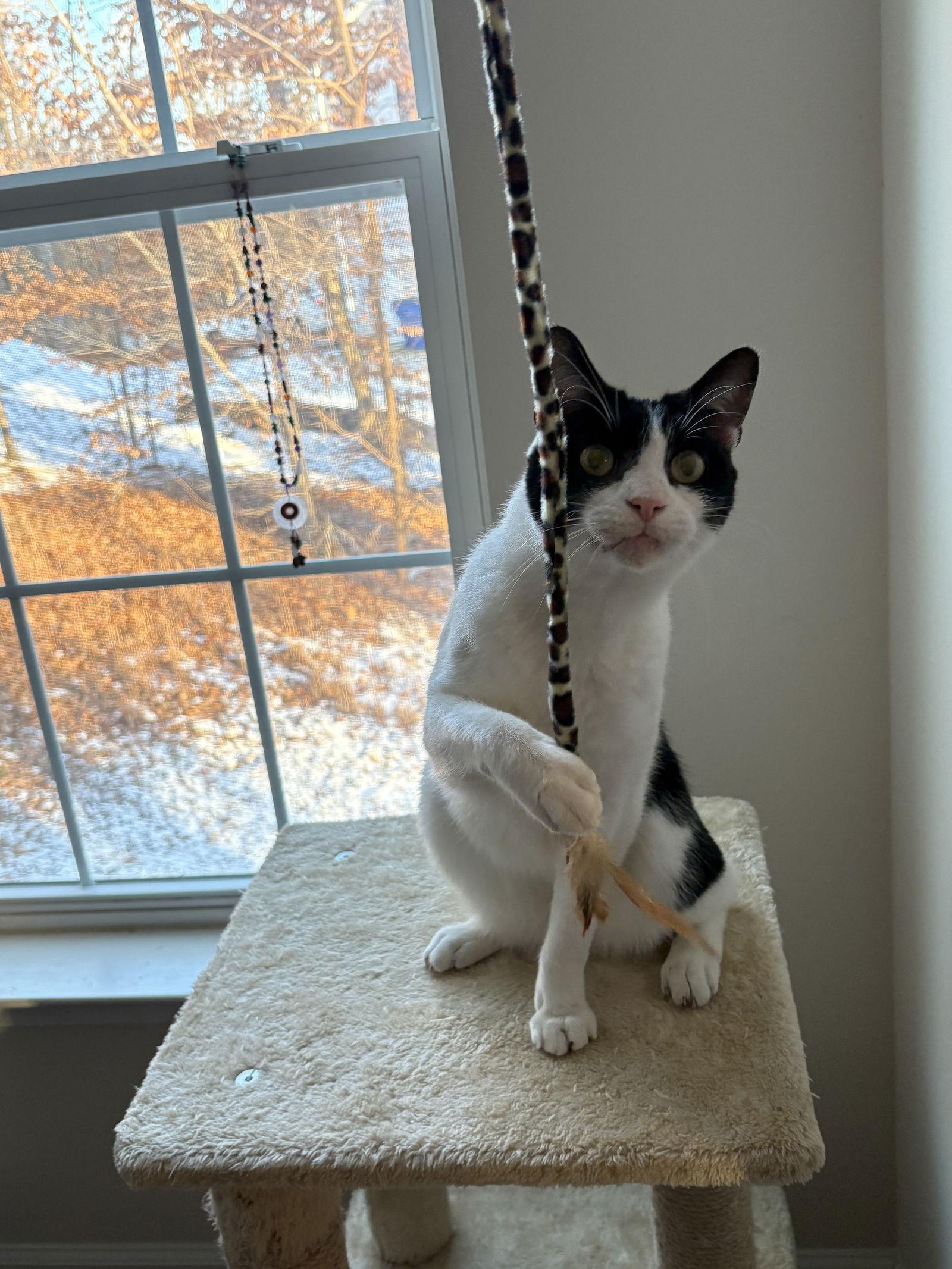 Enlarge Brooks, a Adoptable Domestic Short Hair in King George, VA image 1/3