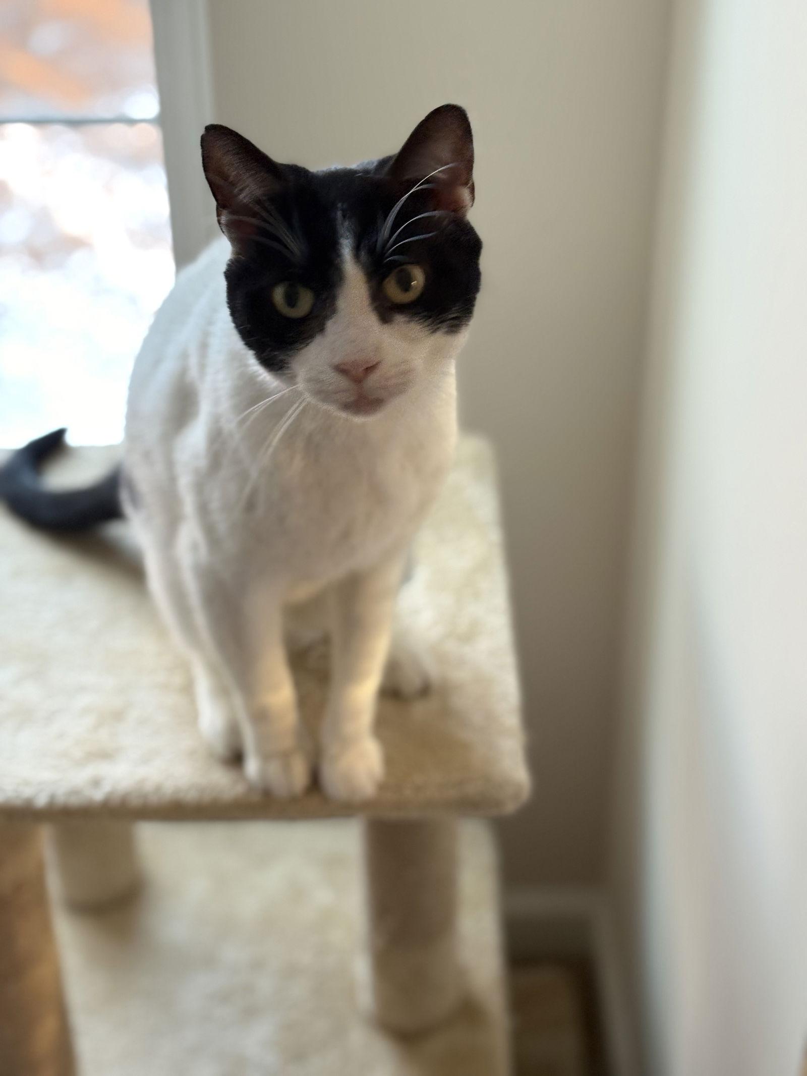 Enlarge Brooks, a Adoptable Domestic Short Hair in King George, VA image 2/3