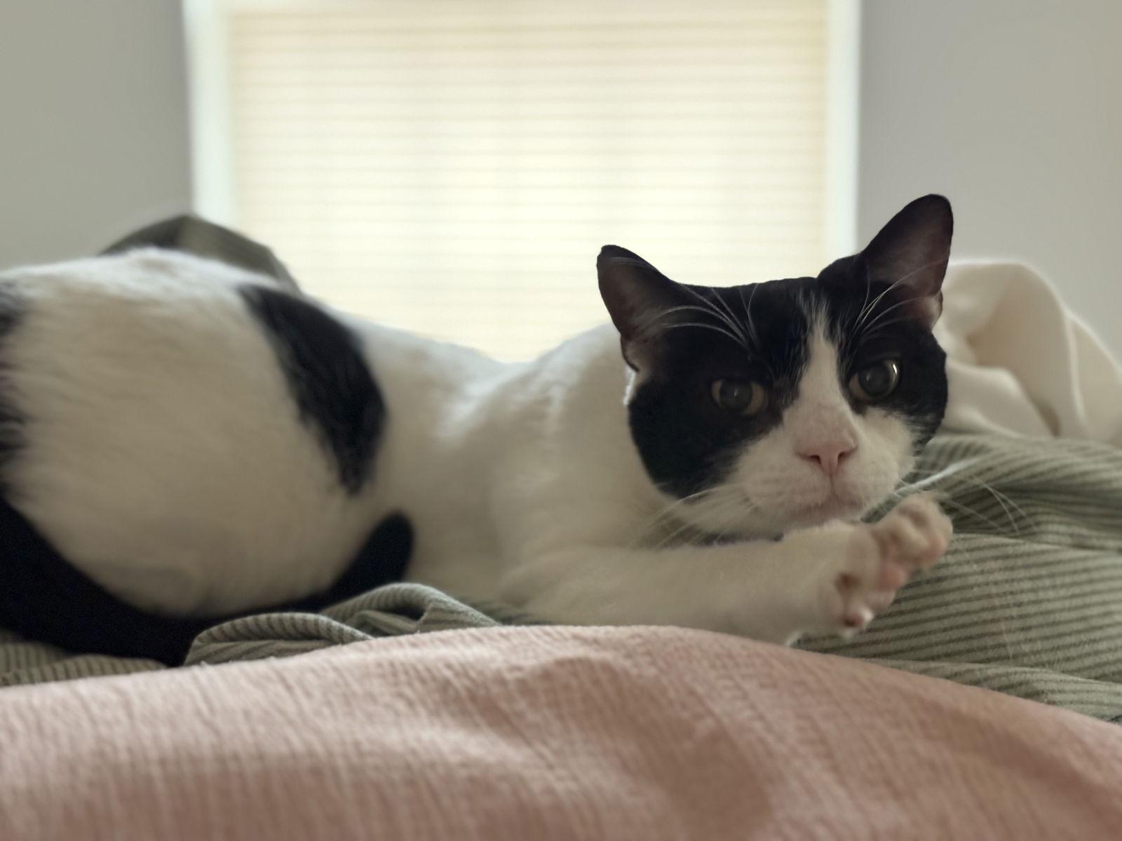 Enlarge Brooks, a Adoptable Domestic Short Hair in King George, VA image 3/3