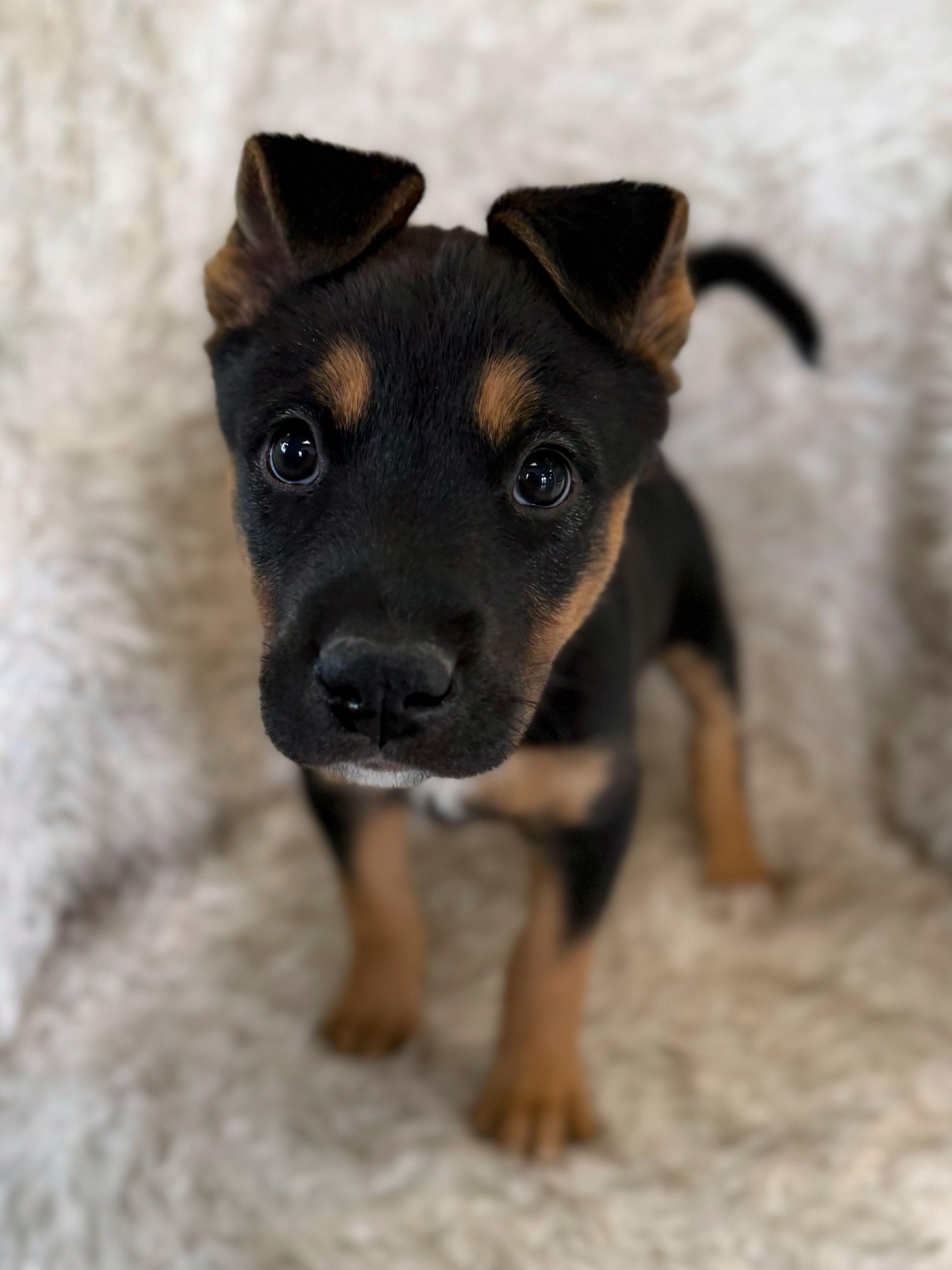 Sashimi, adopted, Puppy Female Husky & Mixed Breed.