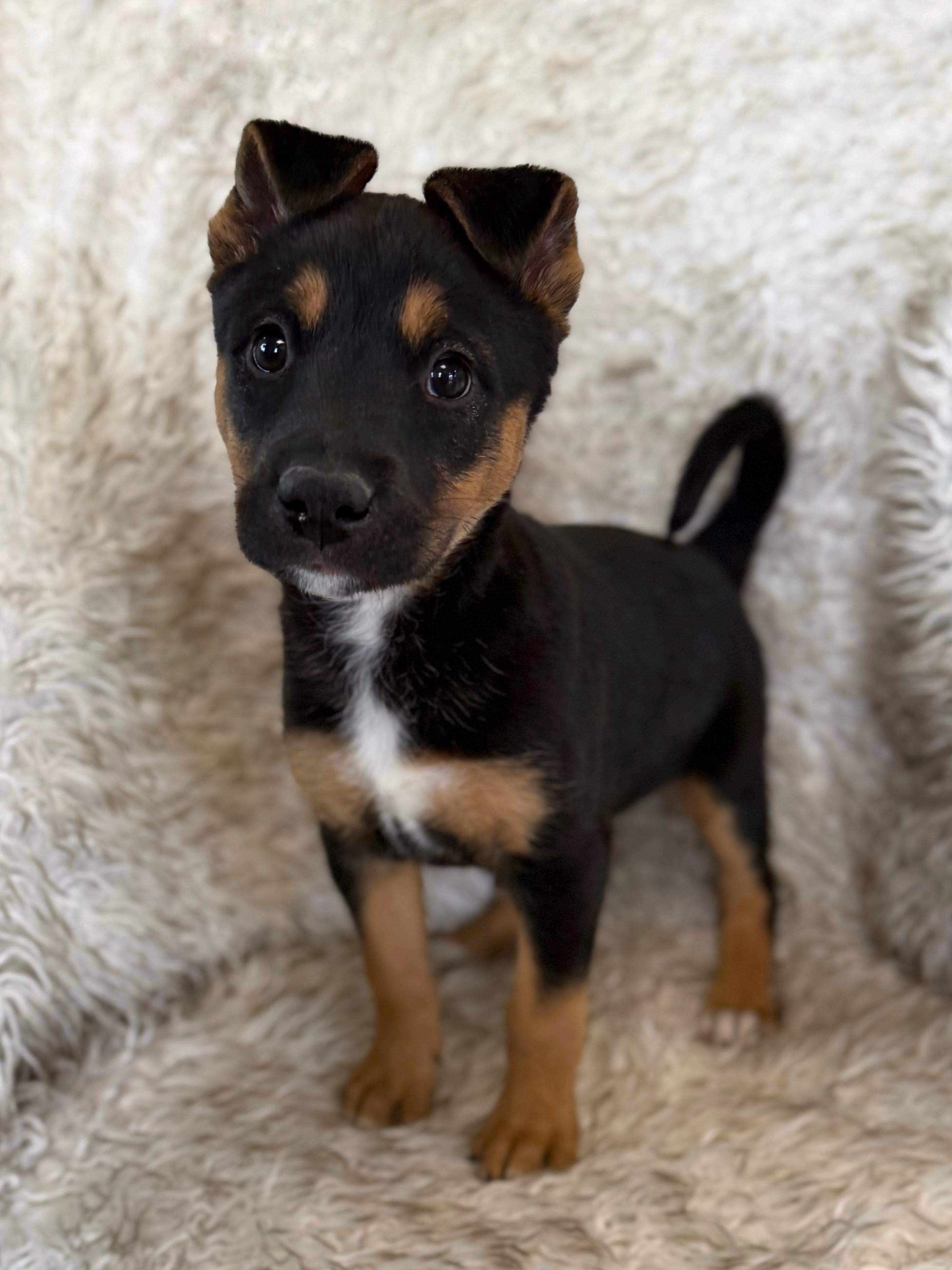 Enlarge Sashimi, an adopted mixed breed in Eagle, CO image 2/6