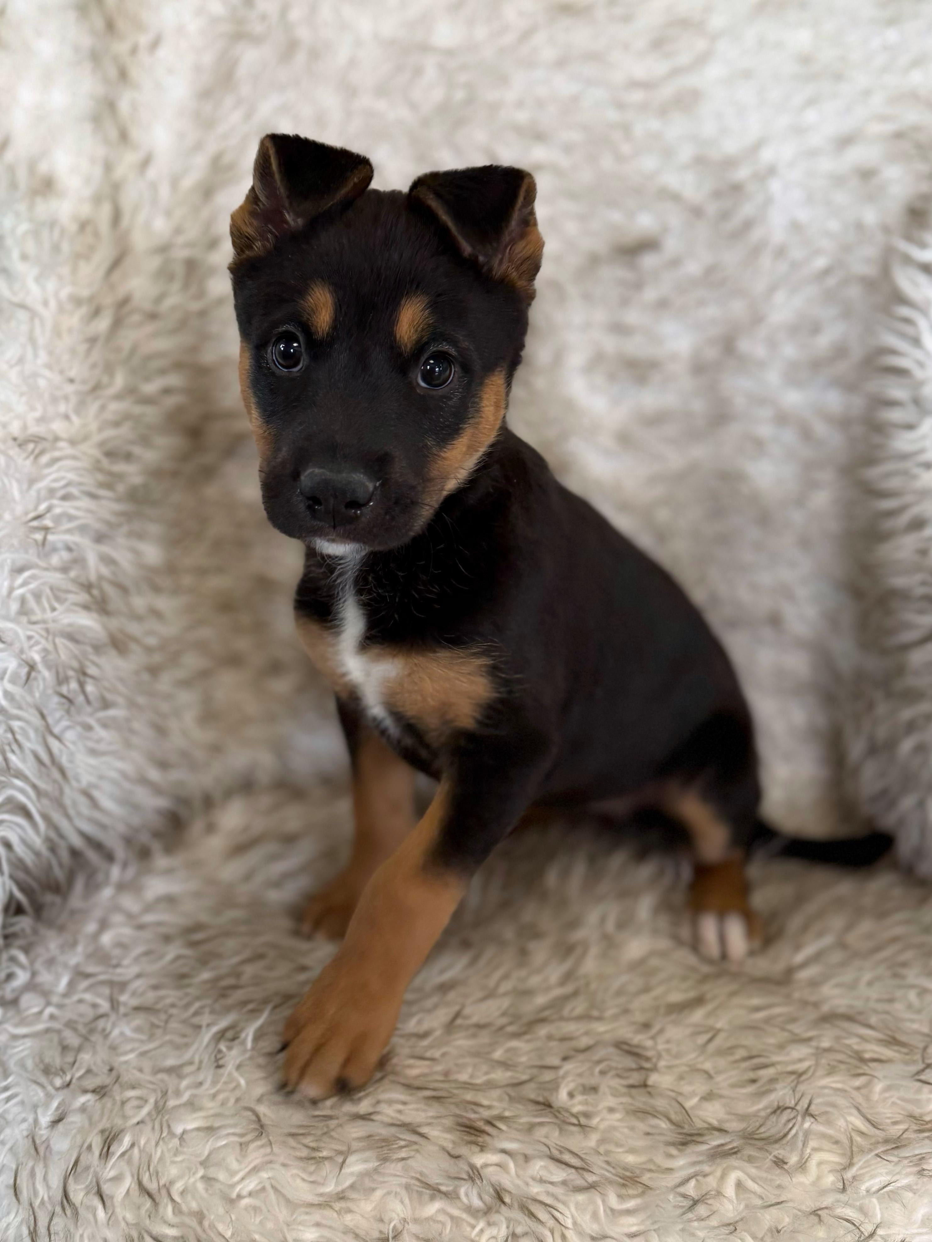 Enlarge Sashimi, an adopted mixed breed in Eagle, CO image 4/6