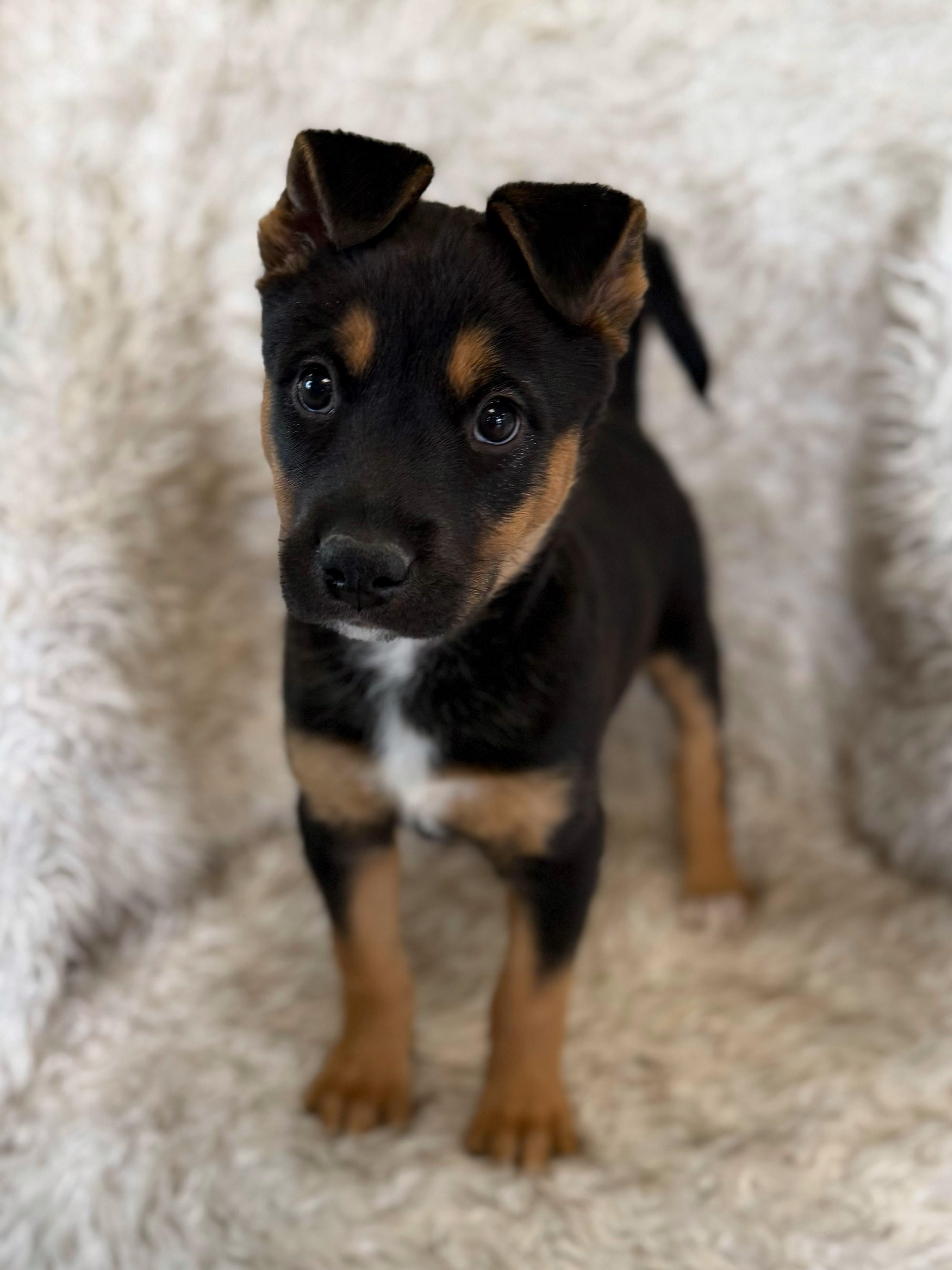 Enlarge Sashimi, an adopted mixed breed in Eagle, CO image 6/6