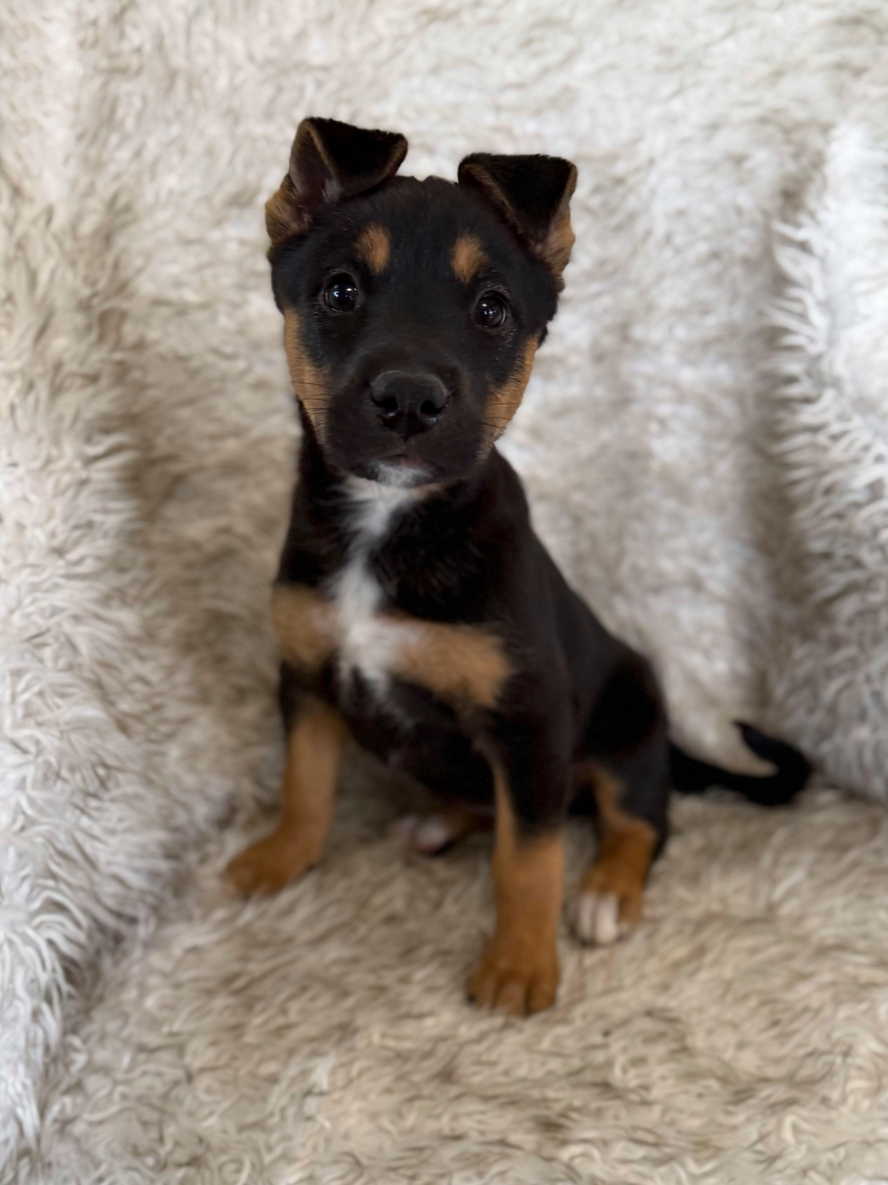 Enlarge Sashimi, an adopted mixed breed in Eagle, CO image 5/6