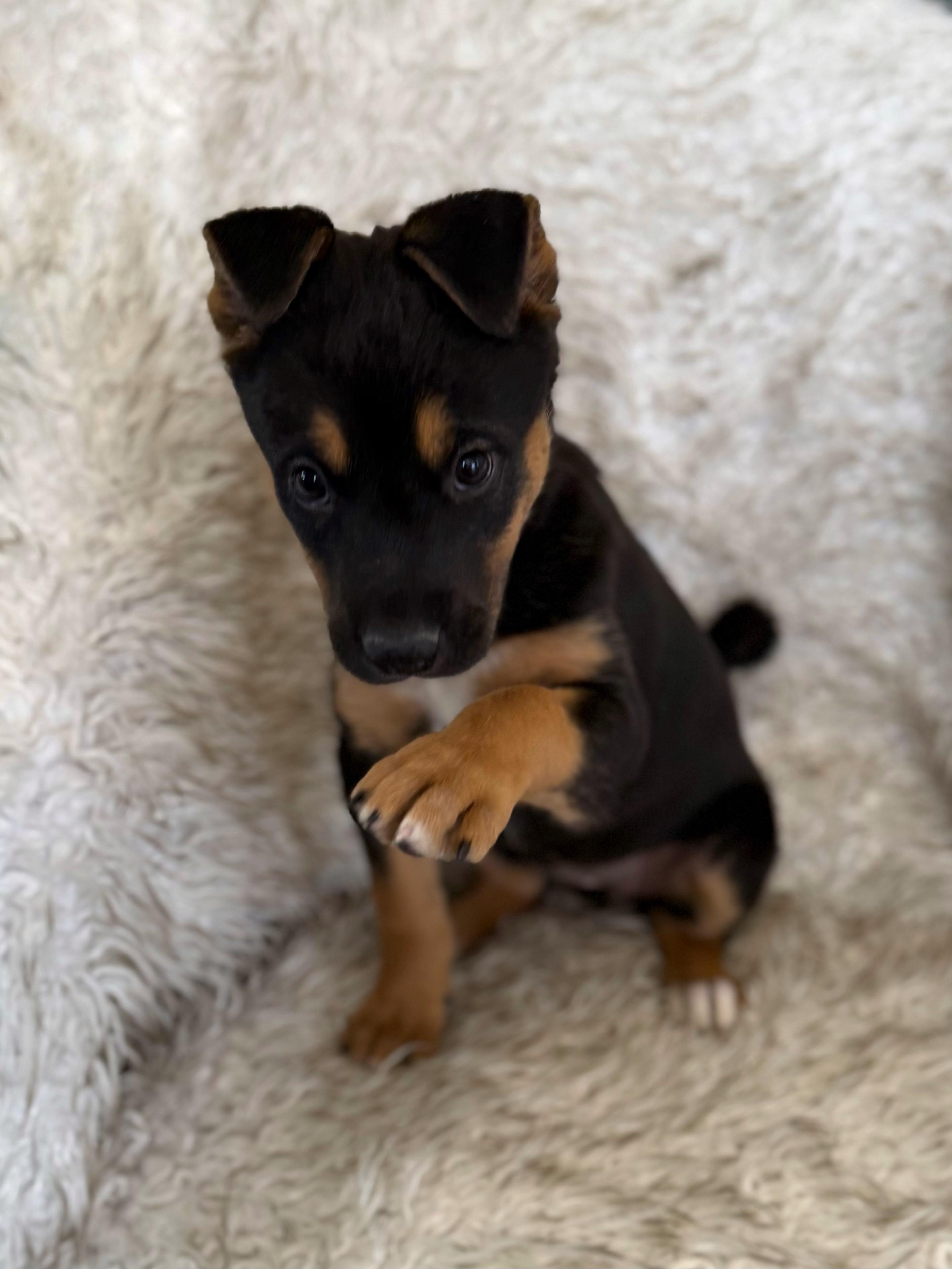 Enlarge Sashimi, an adopted mixed breed in Eagle, CO image 3/6