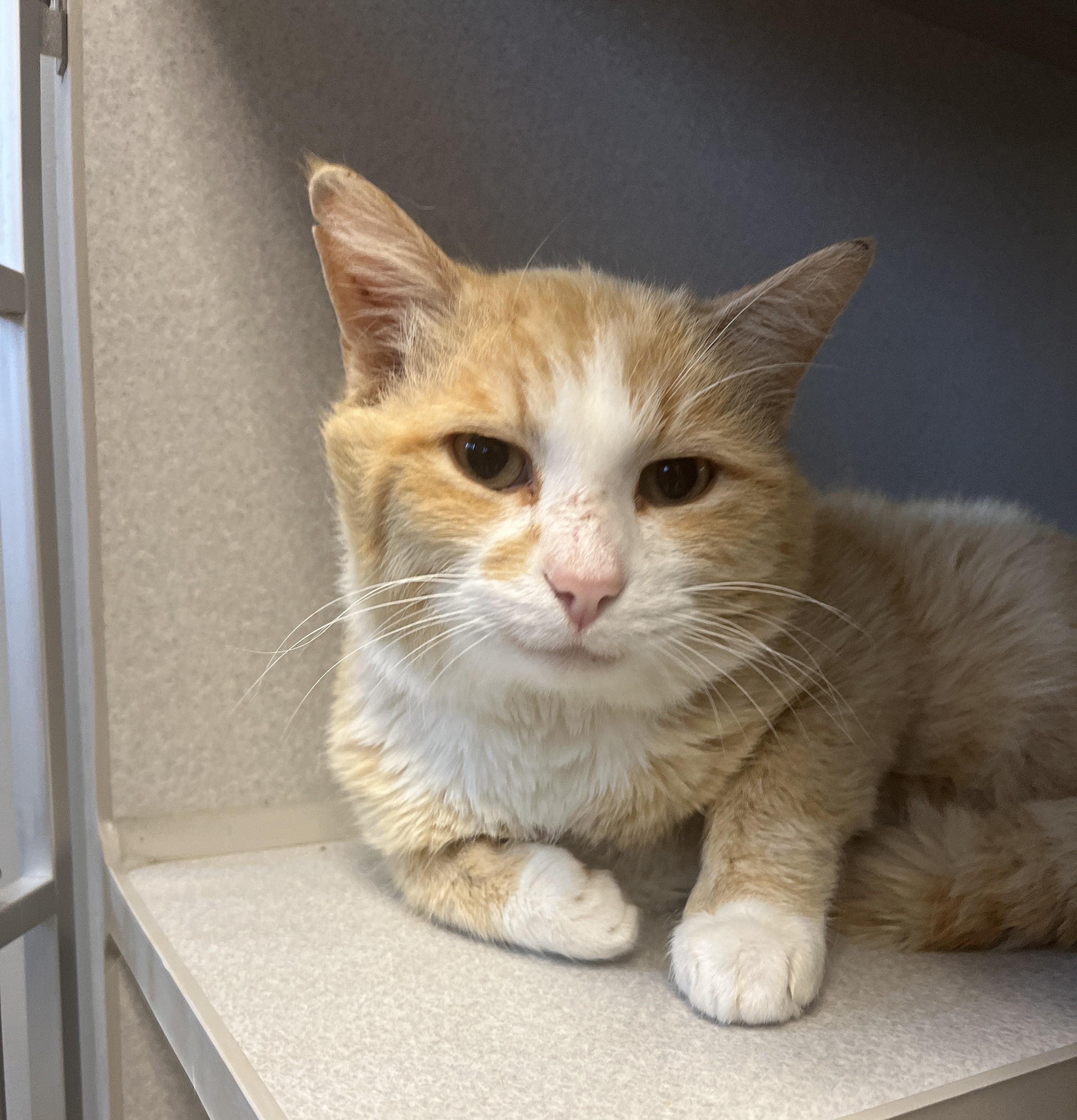 Thomas, adoptable, Adult Male Domestic Short Hair.