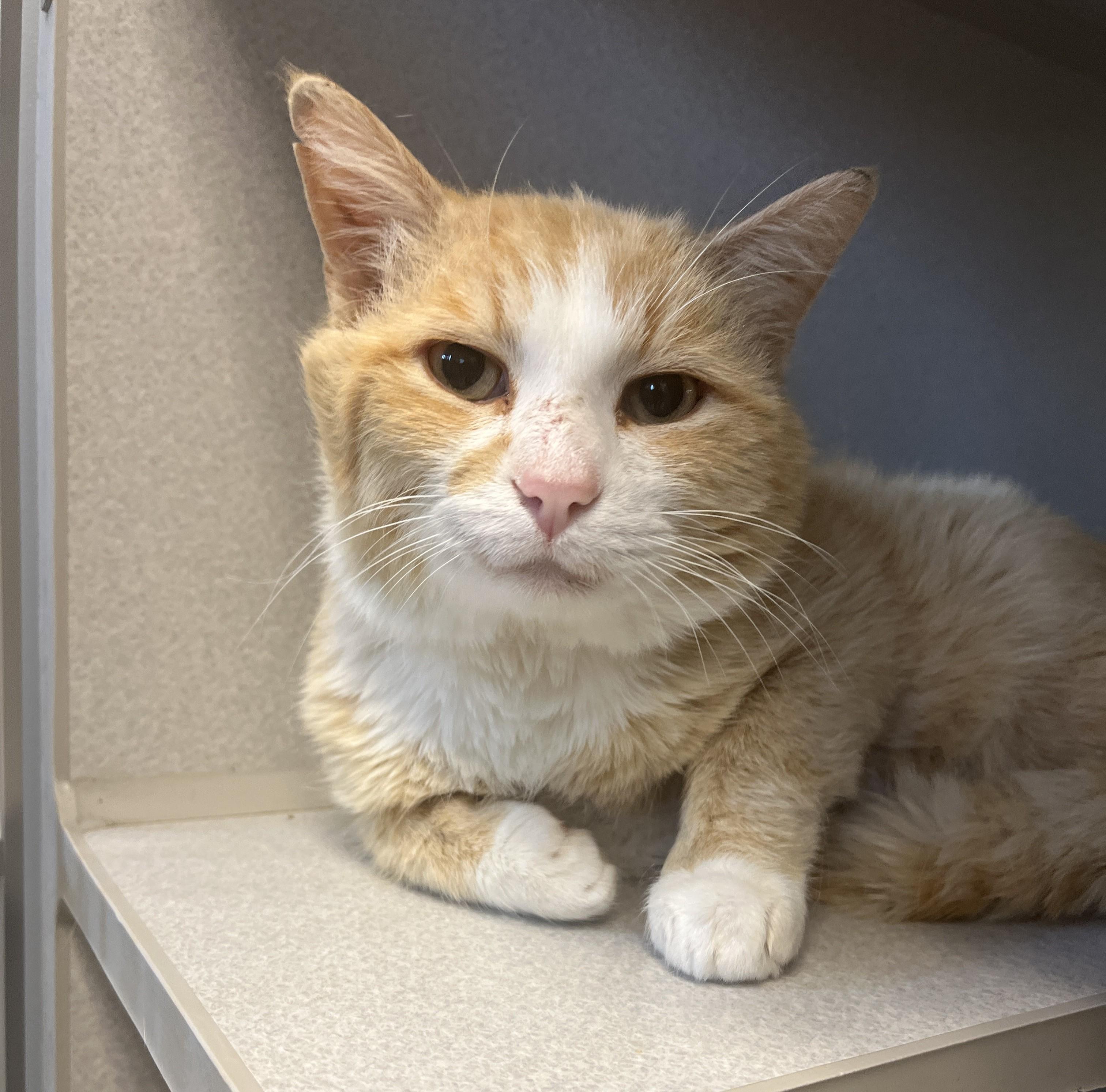 Thomas, an adoptable Domestic Short Hair in Cedar Rapids, IA image 4/4
