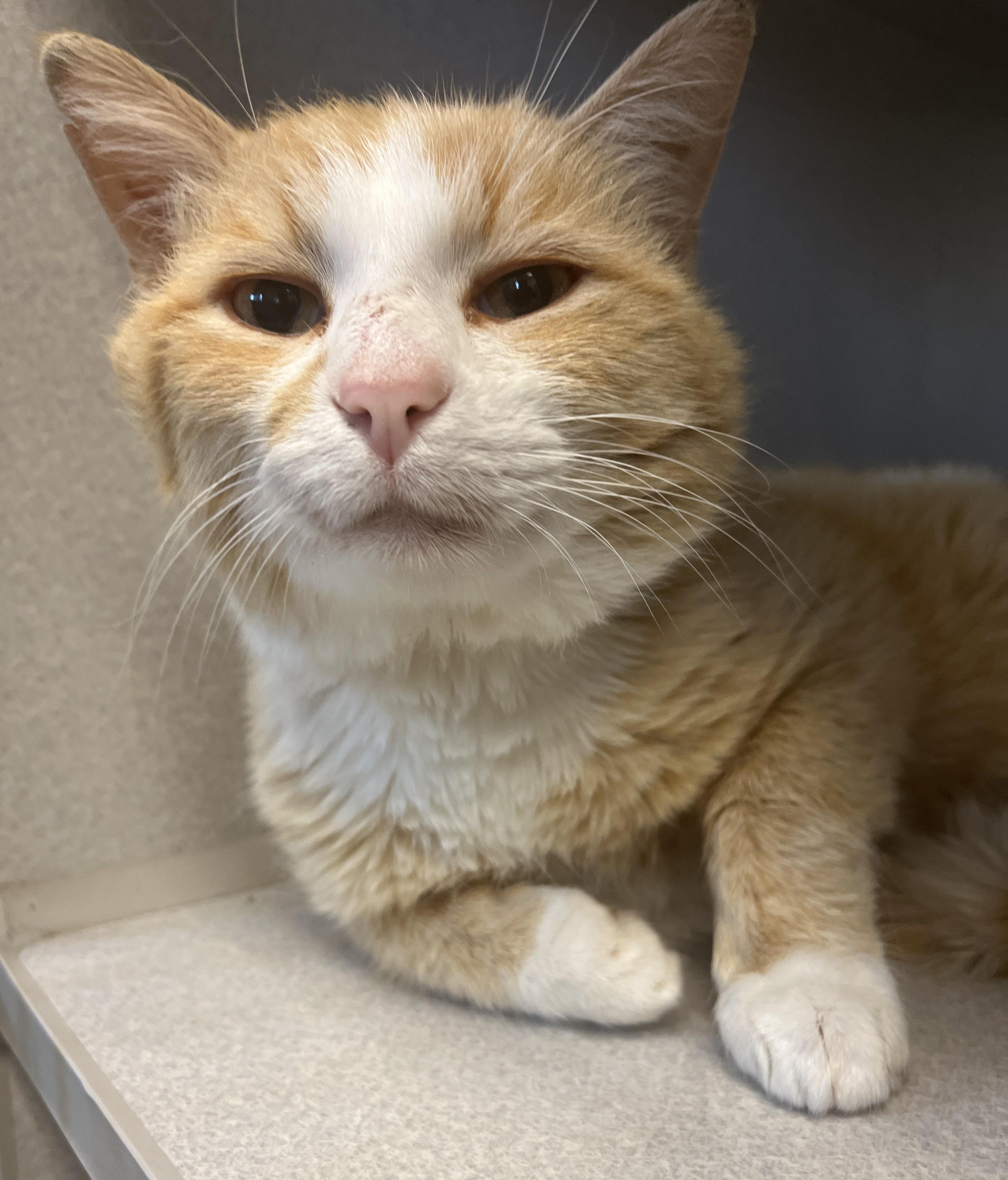 Thomas, an adoptable Domestic Short Hair in Cedar Rapids, IA image 3/4
