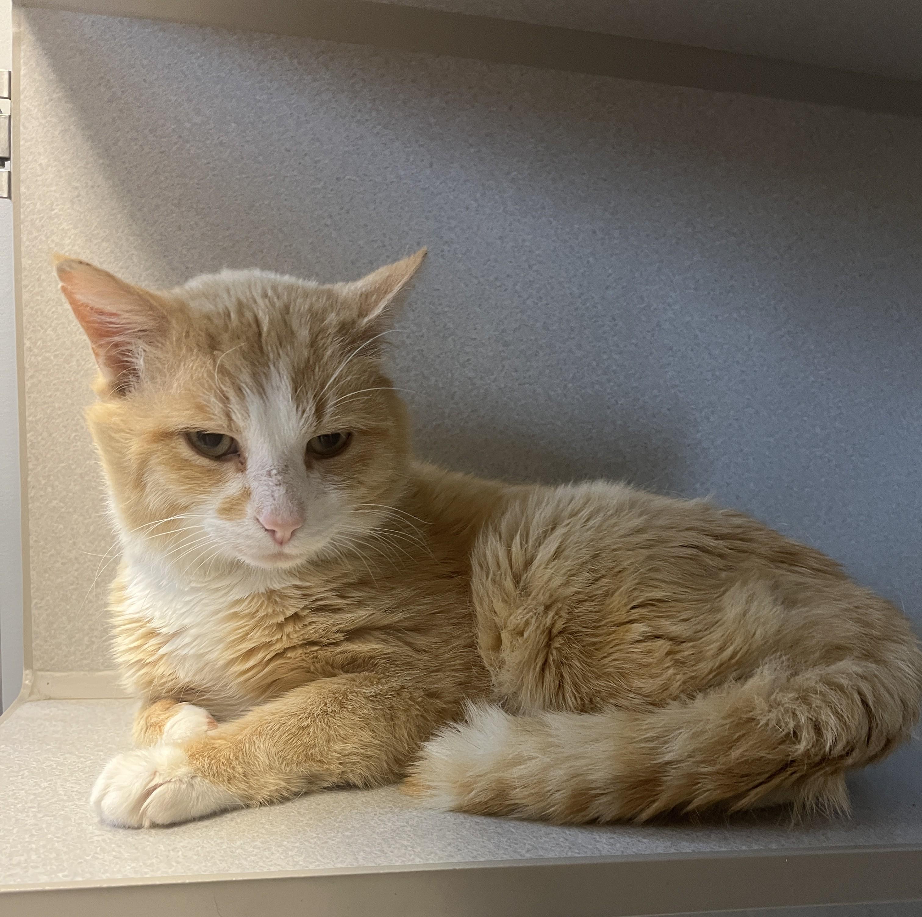 Thomas, an adoptable Domestic Short Hair in Cedar Rapids, IA image 2/4