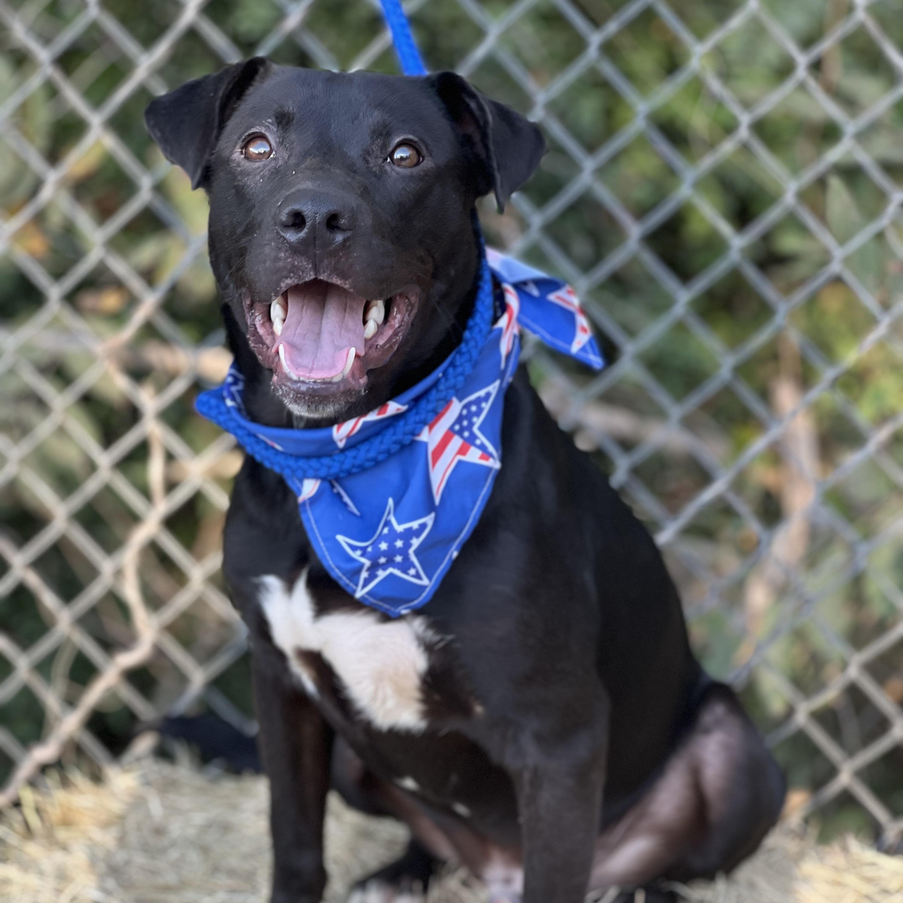 Ash, a Adoptable mixed breed in Madisonville, TX image 6/6
