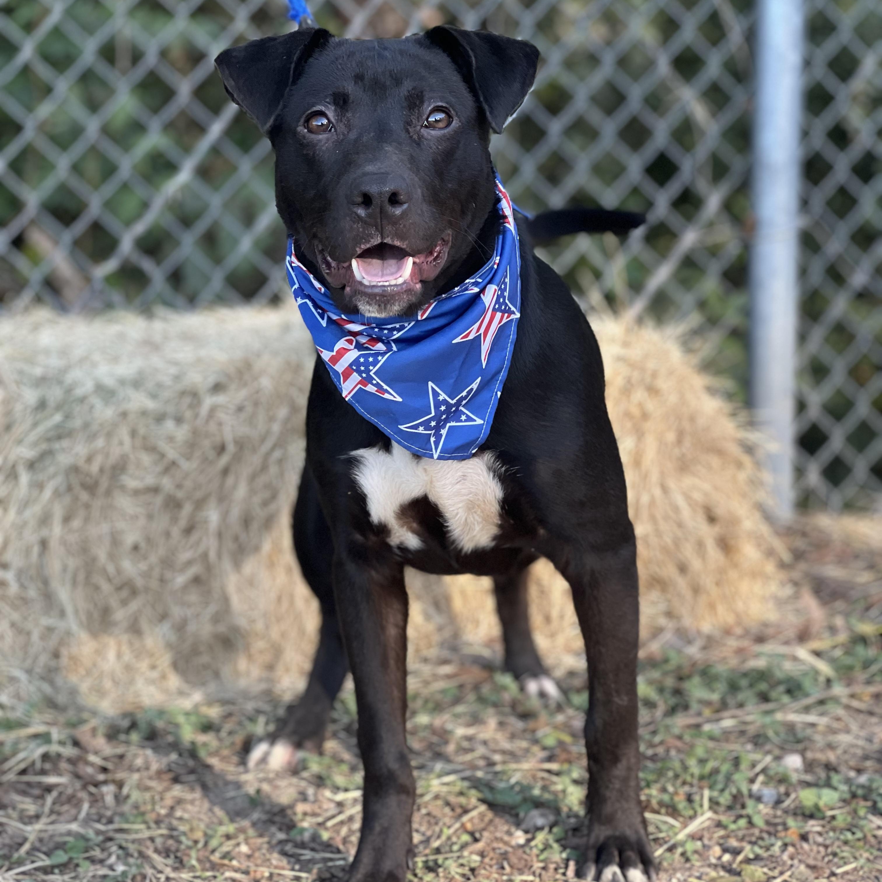 Ash, a Adoptable mixed breed in Madisonville, TX image 3/6