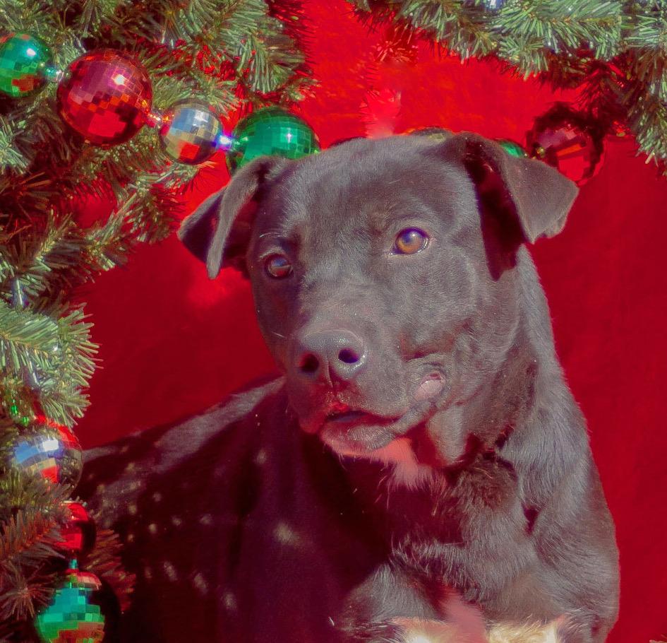 Ash, Adoptable, Young Male Pit Bull Terrier & Labrador Retriever.