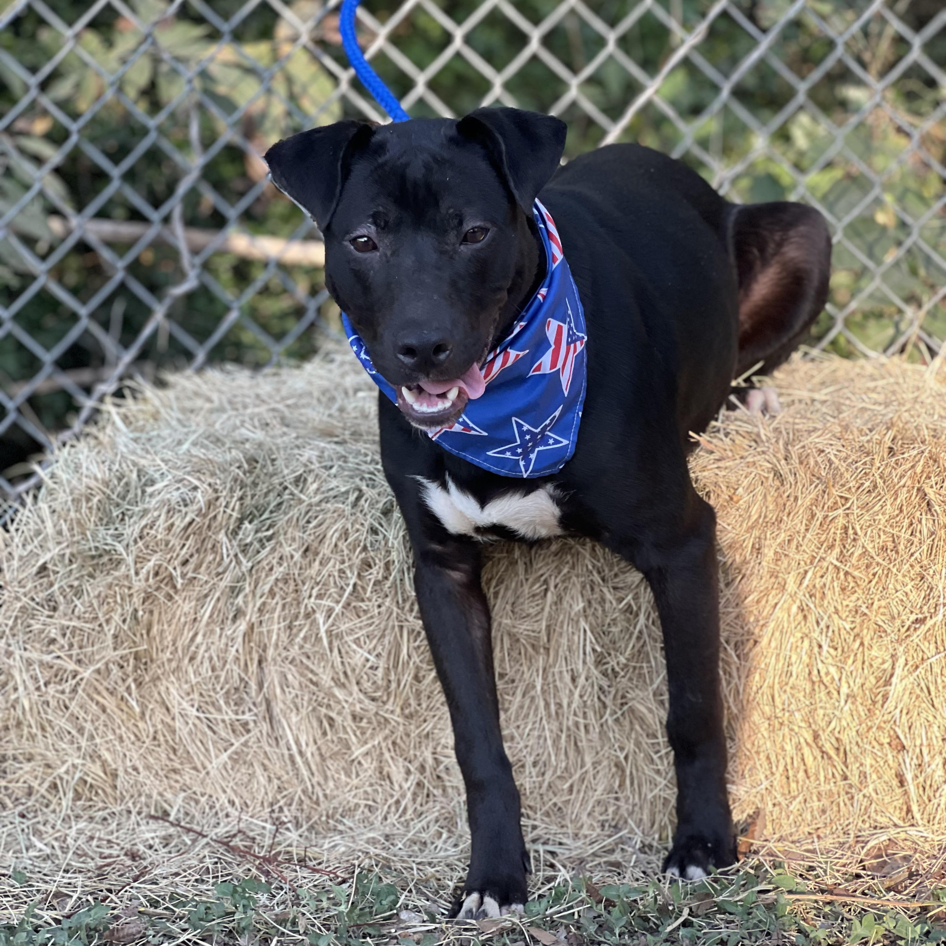 Ash, Adoptable, Young Male Pit Bull Terrier & Labrador Retriever.