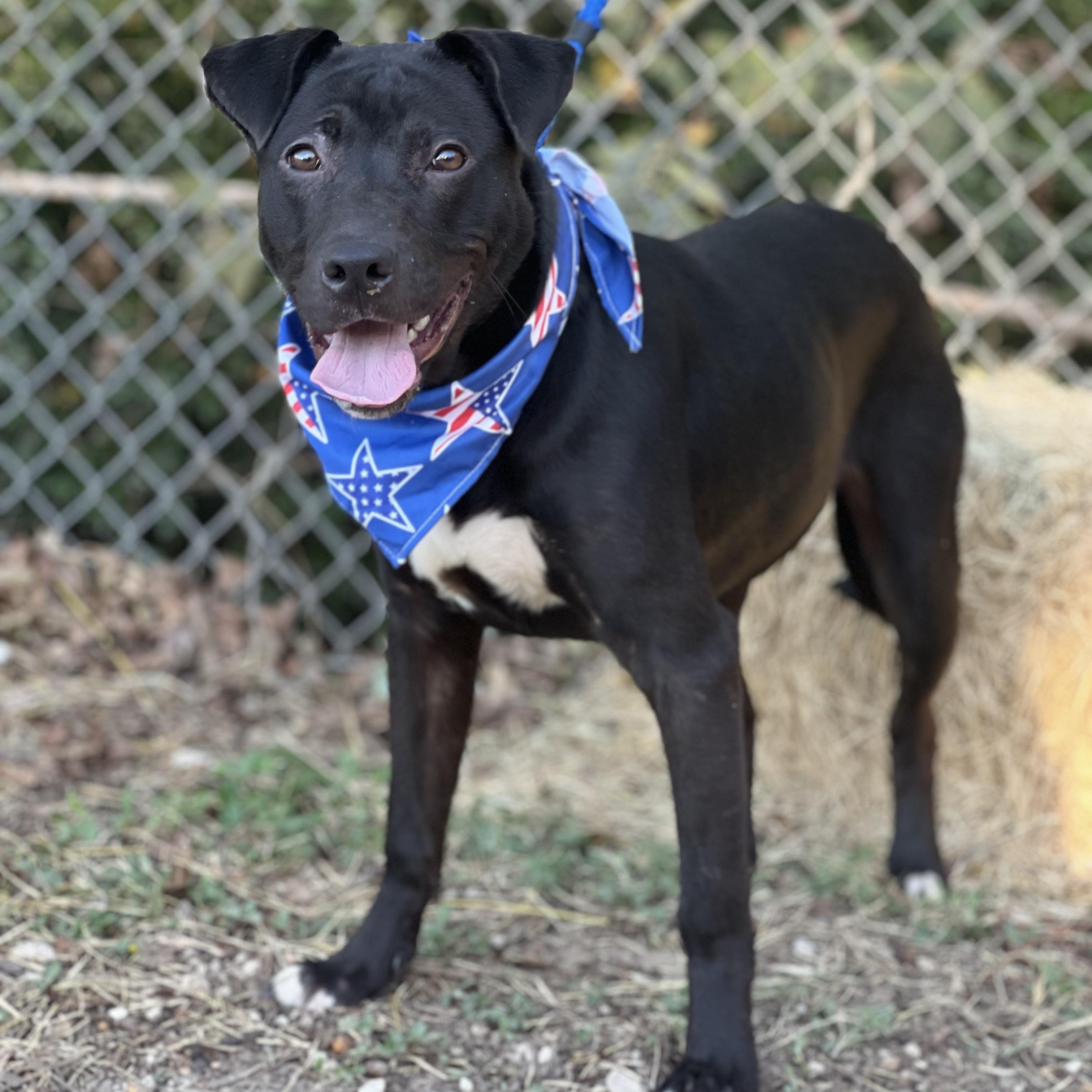 Ash, a Adoptable mixed breed in Madisonville, TX image 4/6