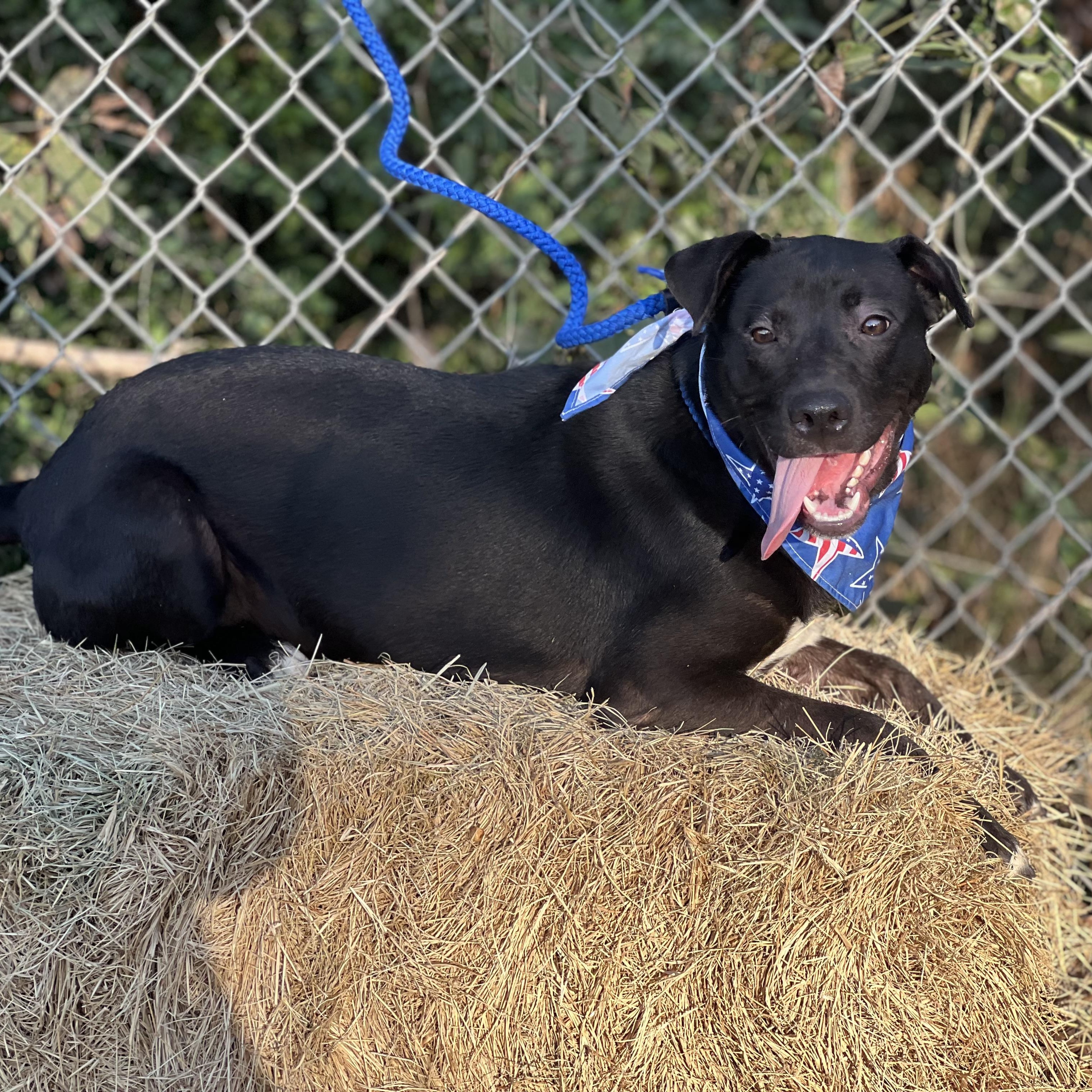 Ash, a Adoptable mixed breed in Madisonville, TX image 2/6
