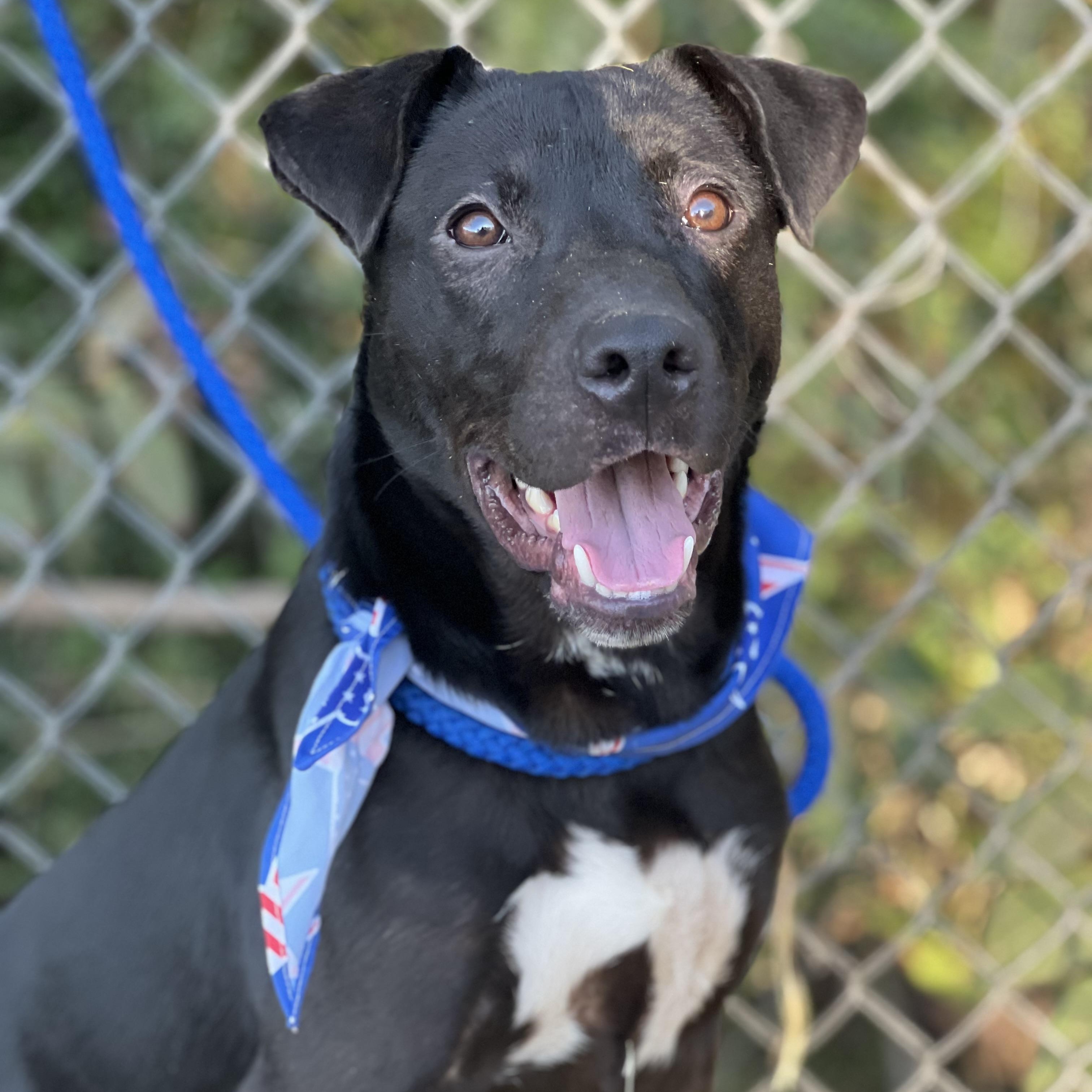 Ash, a Adoptable mixed breed in Madisonville, TX image 1/6