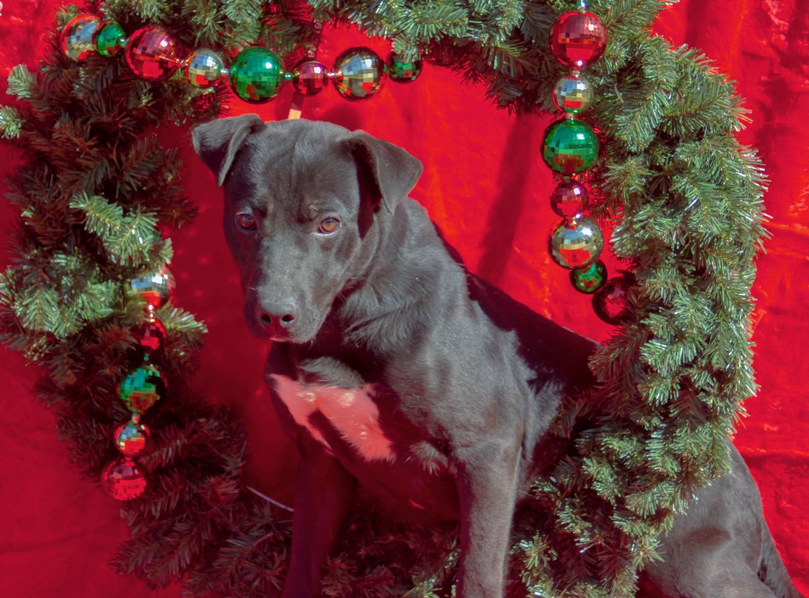 Ash, a Adoptable mixed breed in Madisonville, TX image 6/6