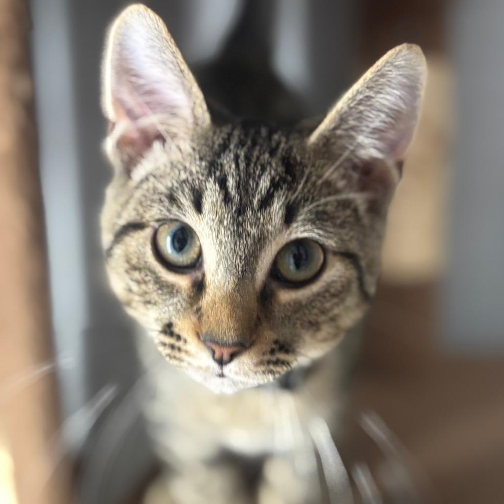 Enlarge Ellis 97C25, a Adoptable mixed breed in Napoleon, OH image 1/6