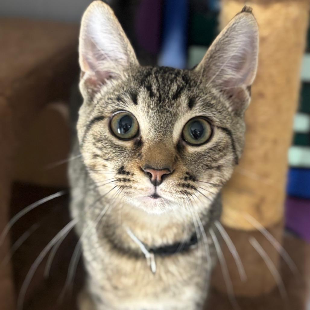 Enlarge Ellis 97C25, a Adoptable mixed breed in Napoleon, OH image 5/6