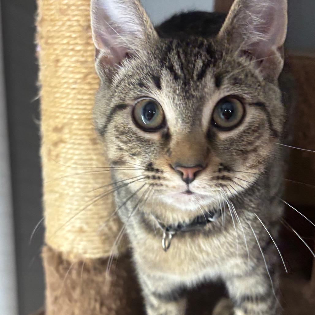 Enlarge Ellis 97C25, a Adoptable mixed breed in Napoleon, OH image 6/6