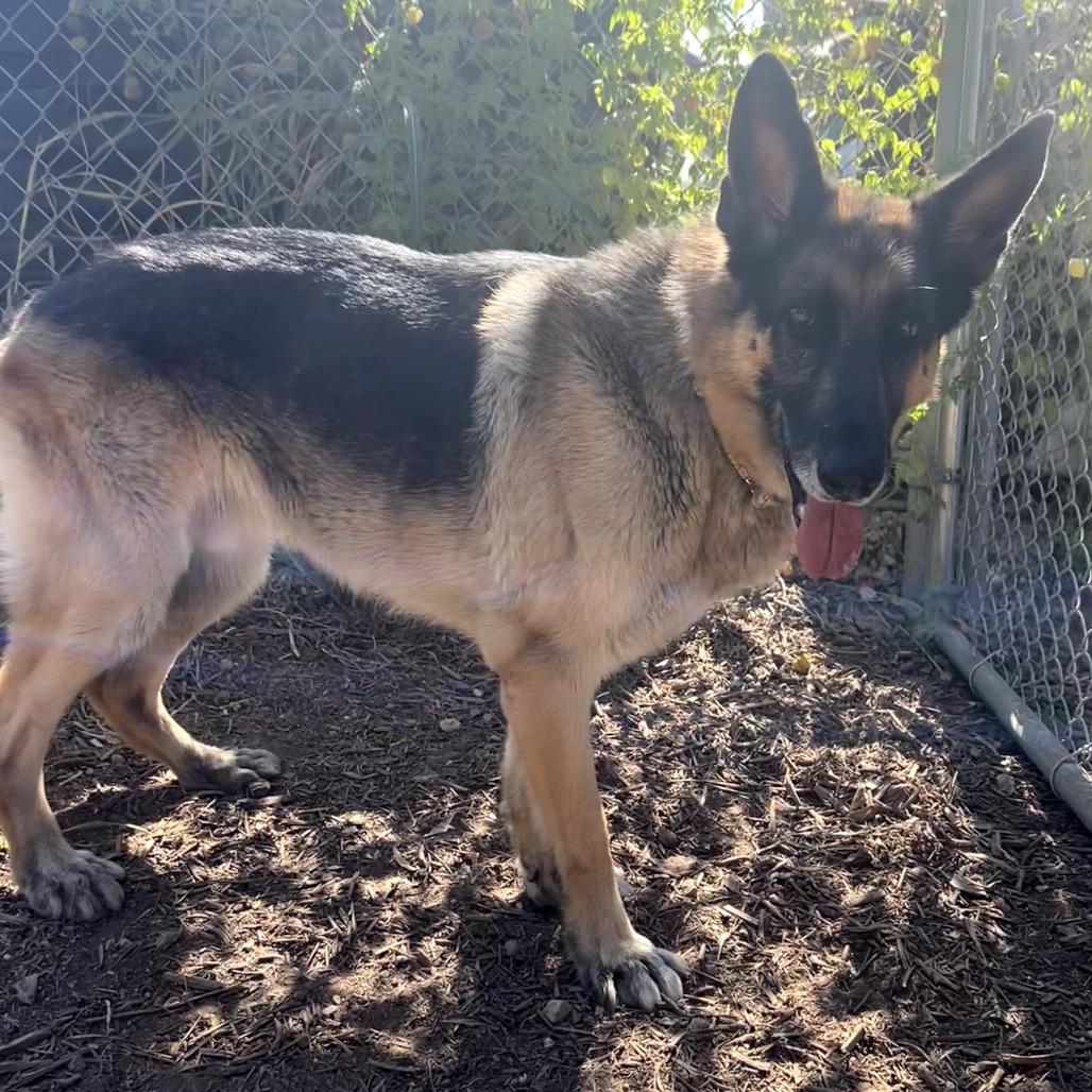 Enlarge GANDALF, a Adoptable mixed breed in Kyle, TX image 1/6