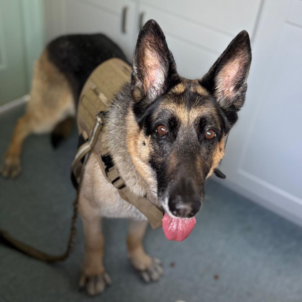 Enlarge GANDALF, a Adoptable mixed breed in Kyle, TX image 2/6