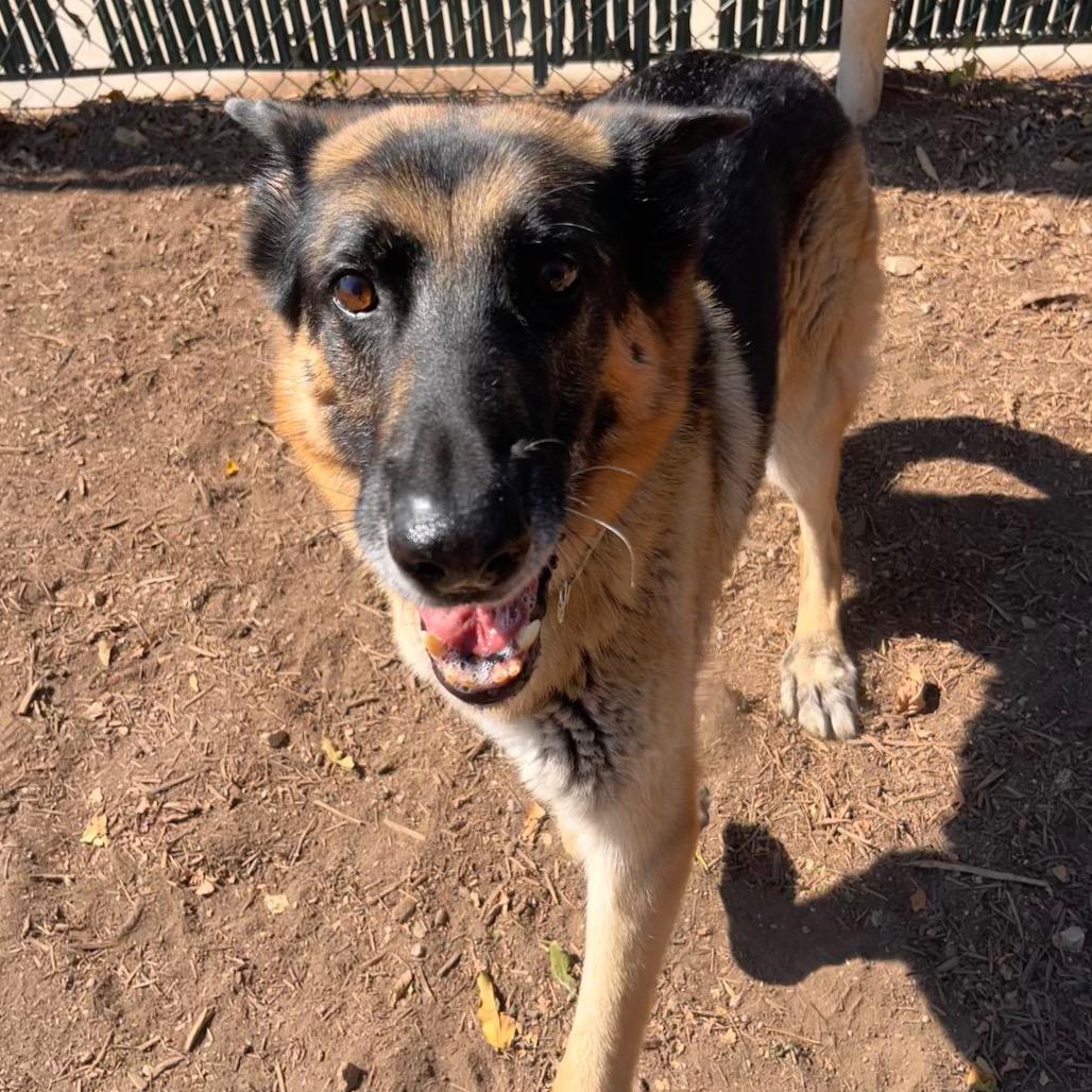 Enlarge GANDALF, a Adoptable mixed breed in Kyle, TX image 4/6