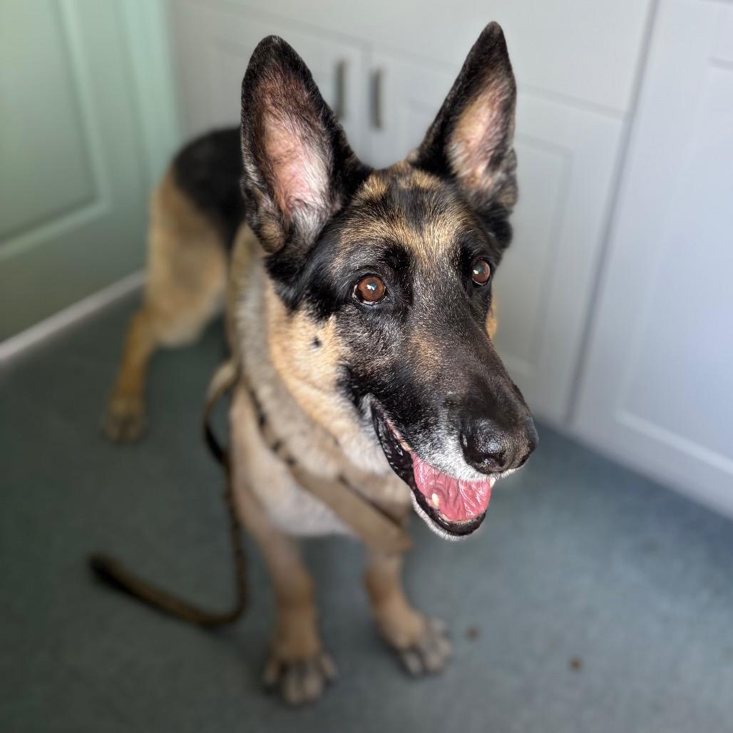 Enlarge GANDALF, a Adoptable mixed breed in Kyle, TX image 5/6