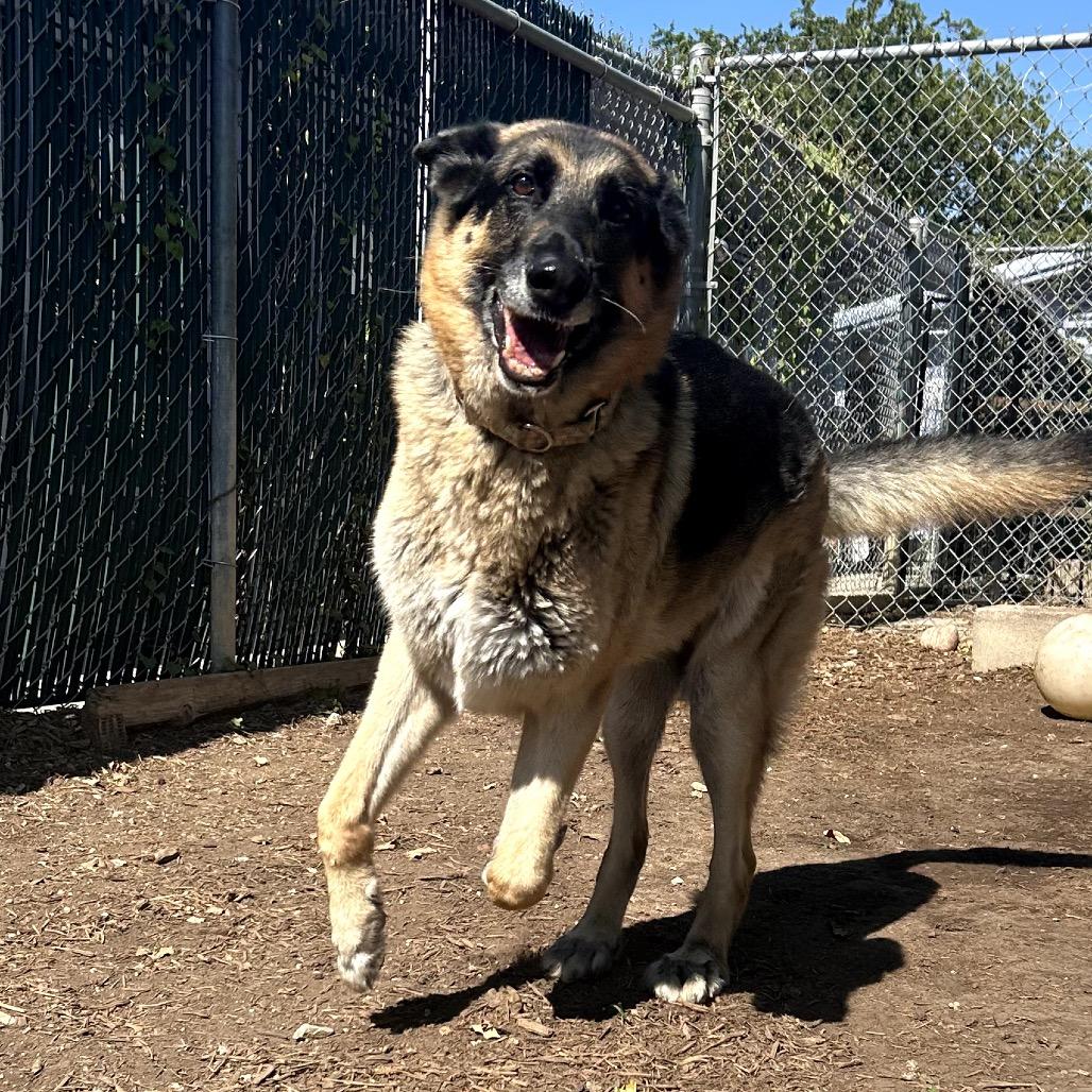 Enlarge GANDALF, a Adoptable mixed breed in Kyle, TX image 6/6