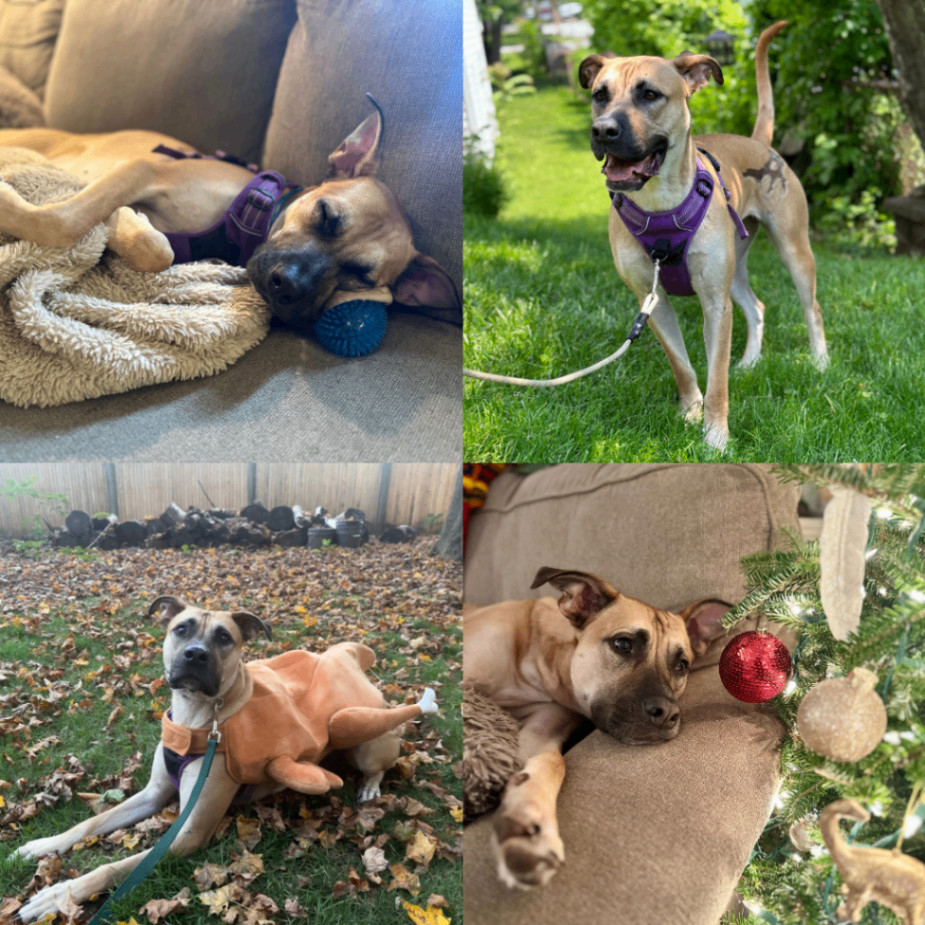 Stella, Adopted, Adult Female Black Mouth Cur.