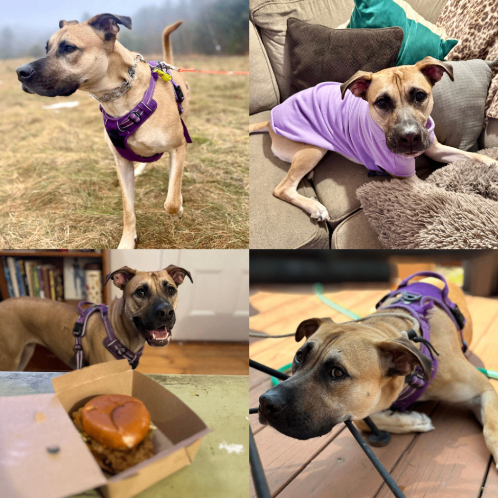 Stella, a Adopted Black Mouth Cur in Merrimac, MA image 2/5