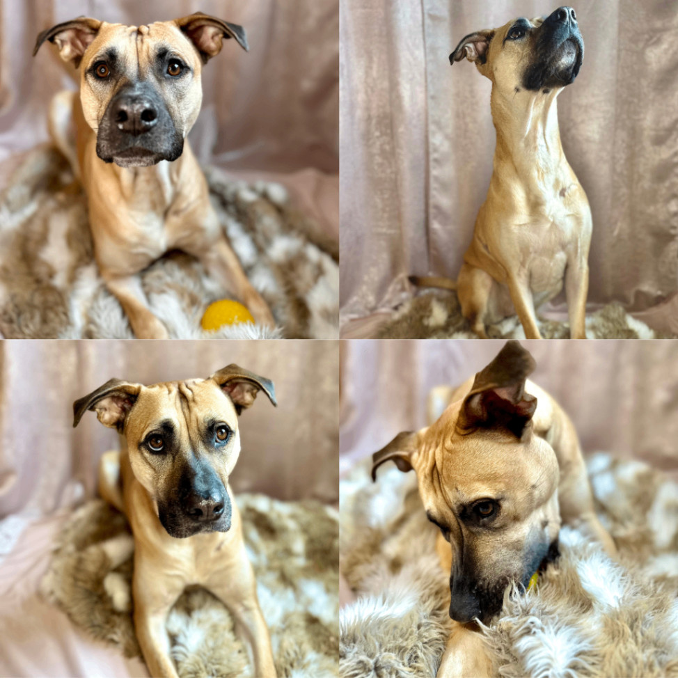 Stella, Adopted, Adult Female Black Mouth Cur.